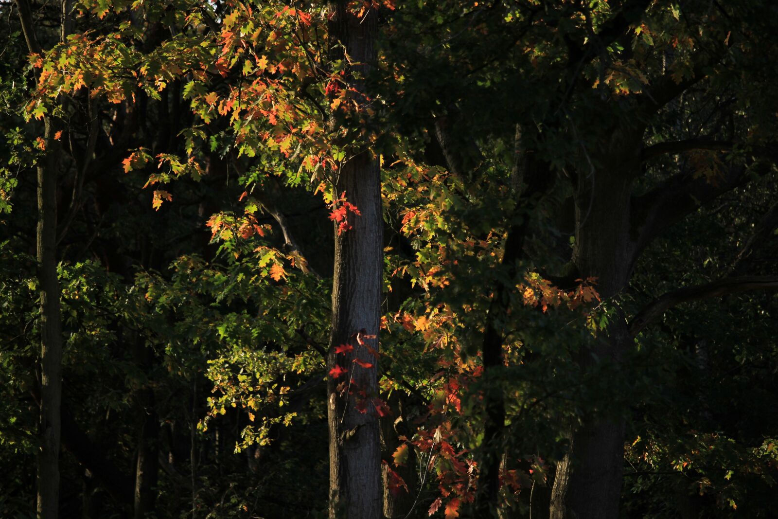 Canon EOS 600D (Rebel EOS T3i / EOS Kiss X5) + Canon EF-S 55-250mm F4-5.6 IS STM sample photo. Autumn, color, forest photography