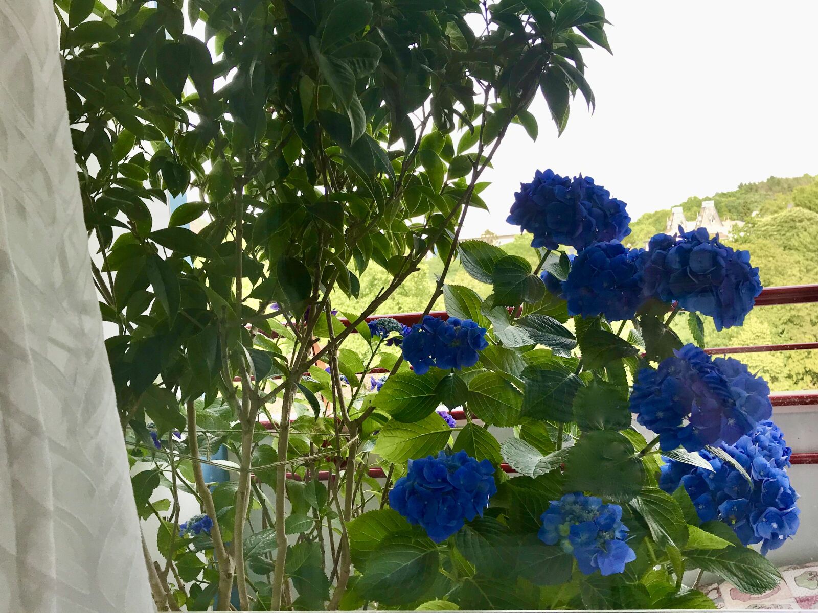 iPhone 7 back camera 3.99mm f/1.8 sample photo. Hydrangea, blue, outlook photography