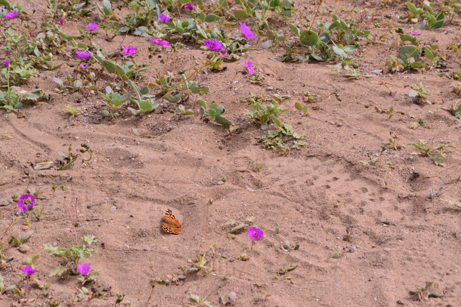Nikon D3100 sample photo. Butterfly, earth, nature photography