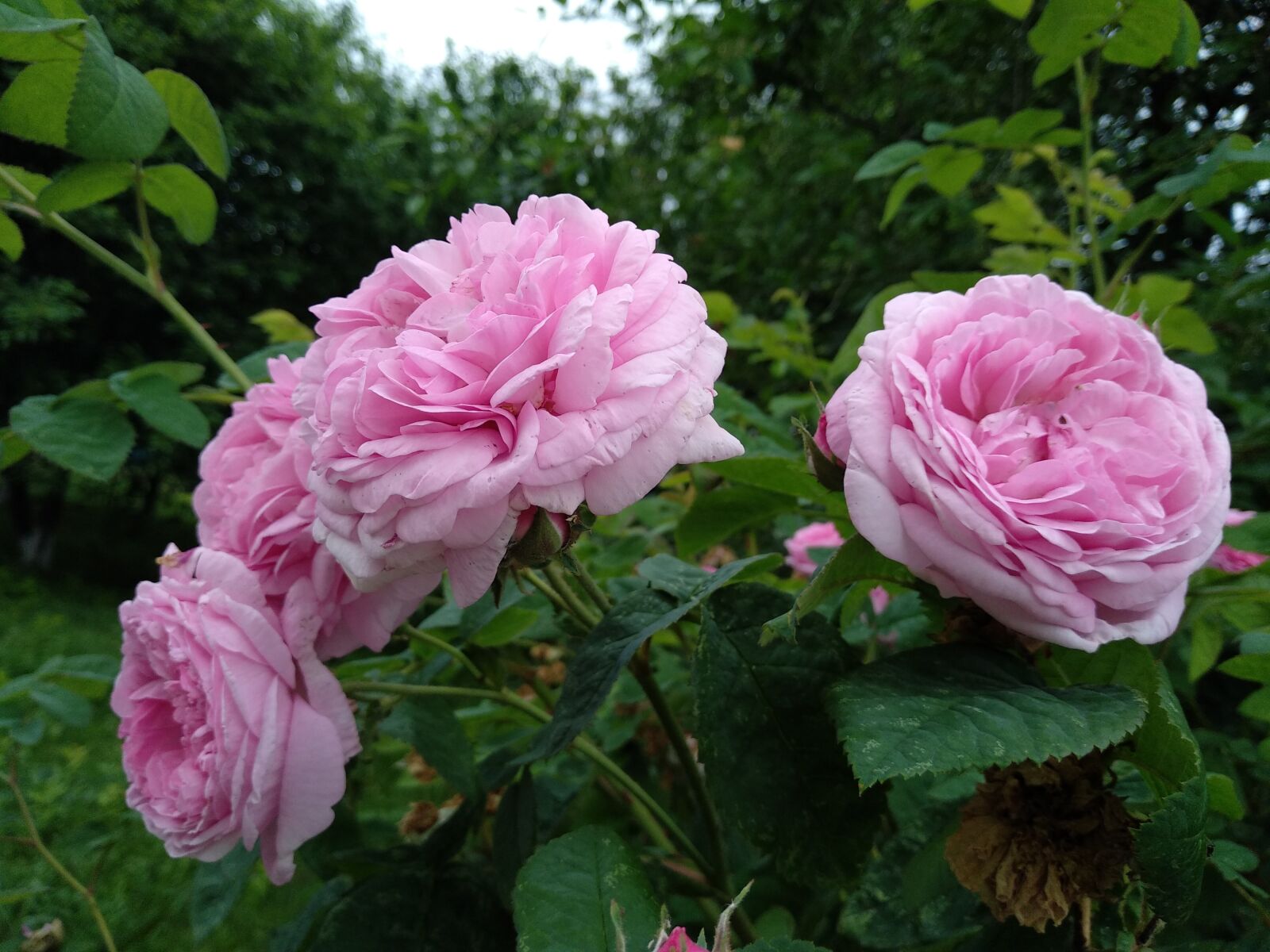 Xiaomi Mi A1 sample photo. Roses, flowers, pink roses photography