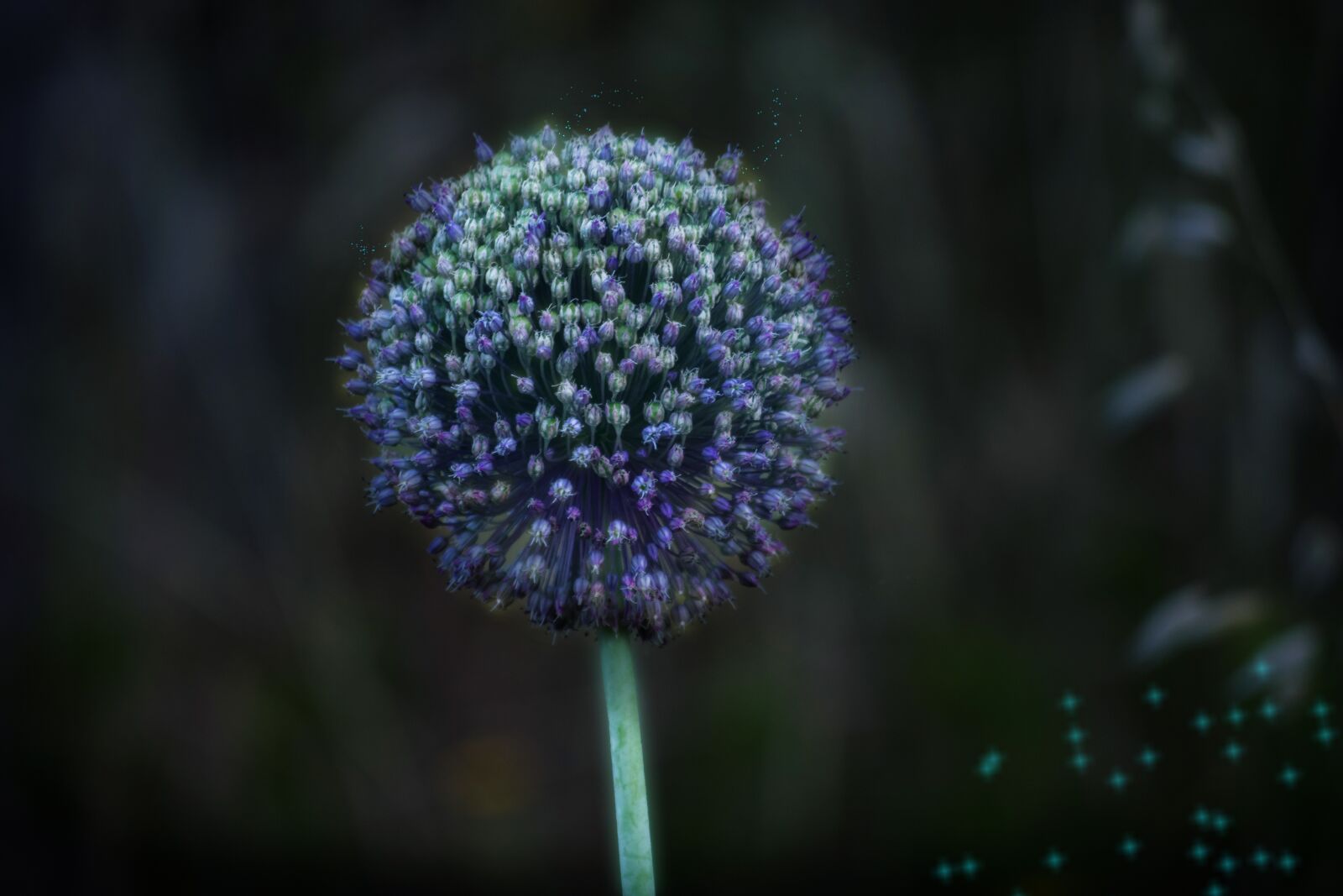 Nikon D3300 sample photo. Flower, nature, plant photography