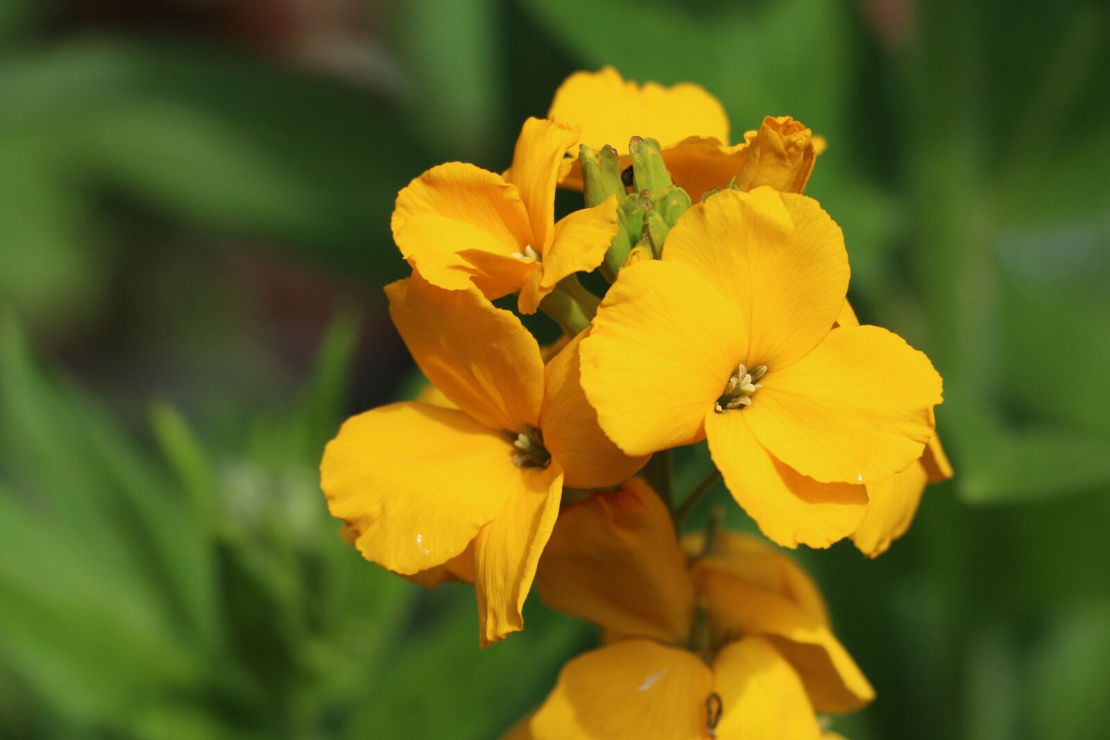 Canon EOS 70D sample photo. Flowers, flower, yellow photography