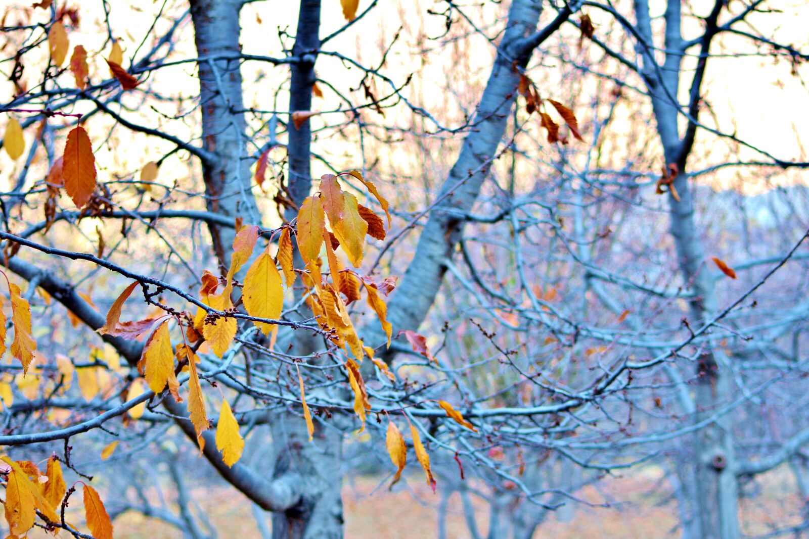 Canon EOS 700D (EOS Rebel T5i / EOS Kiss X7i) sample photo. Tree, leaf, yellow photography