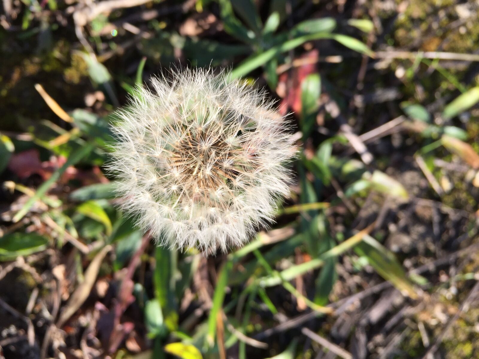 Apple iPhone 6 sample photo. Dandelion, flower, meadow photography