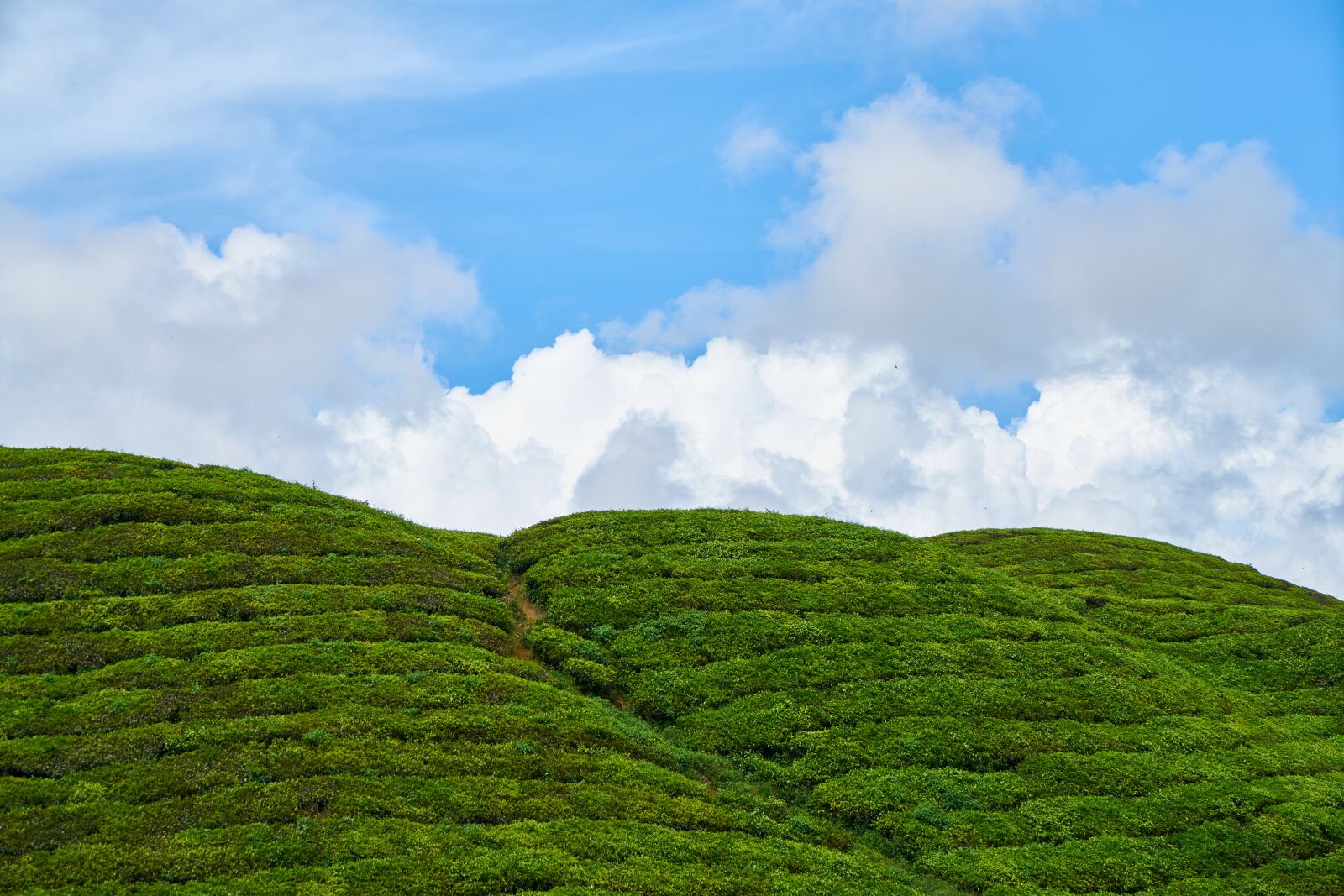 Sony a7R II sample photo. Grass, tea plantation, plantation photography