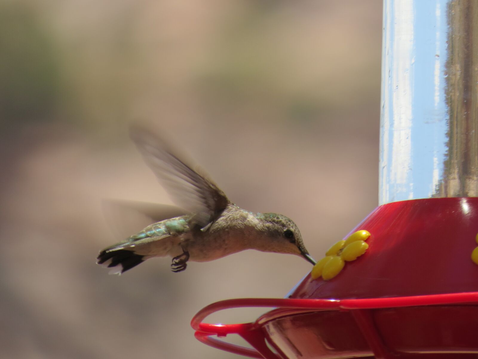 Canon PowerShot SX50 HS sample photo. Wildlife, hummingbird, green photography