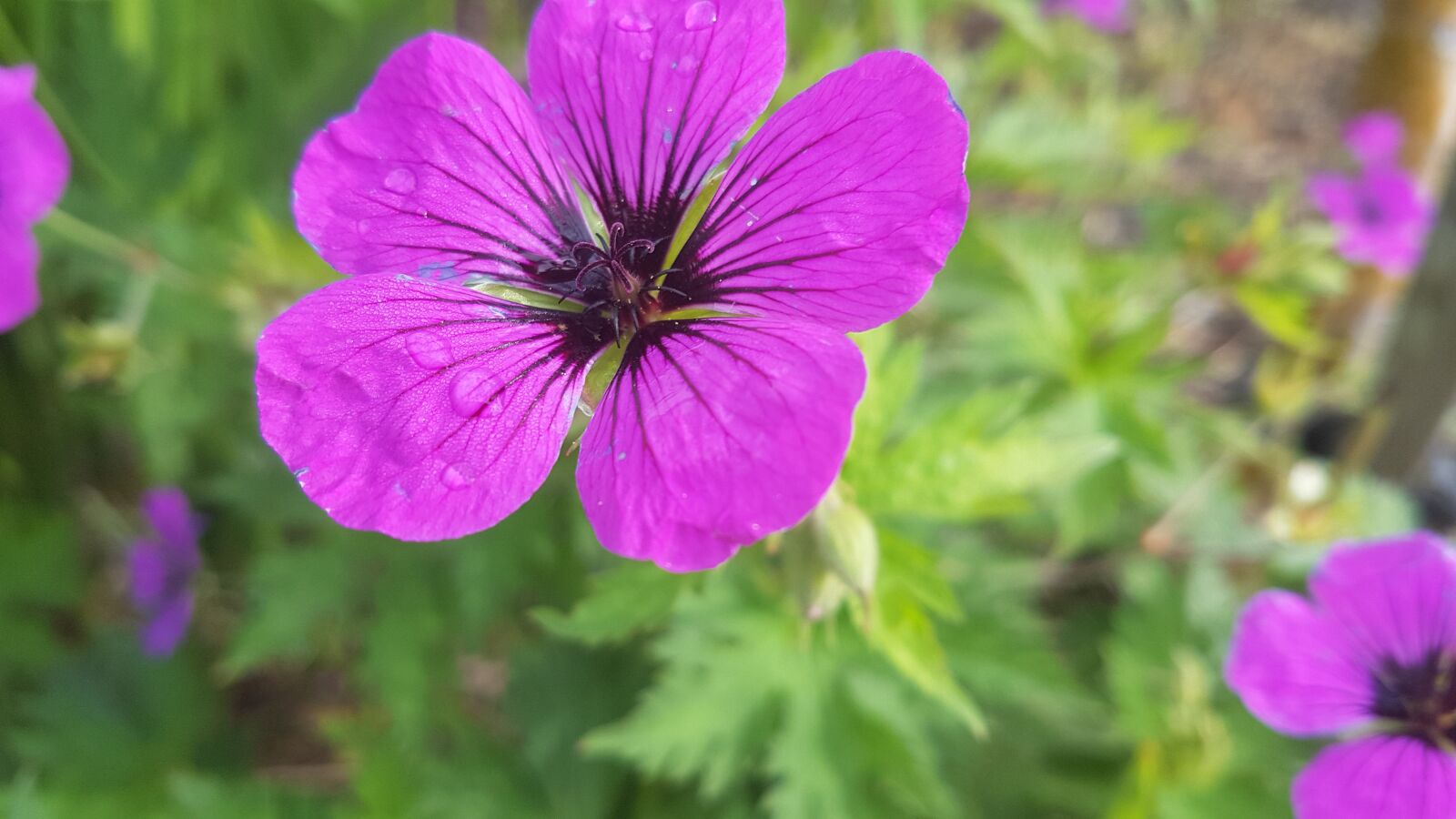 Samsung Galaxy S7 Edge sample photo. Garden, flowers, nature photography