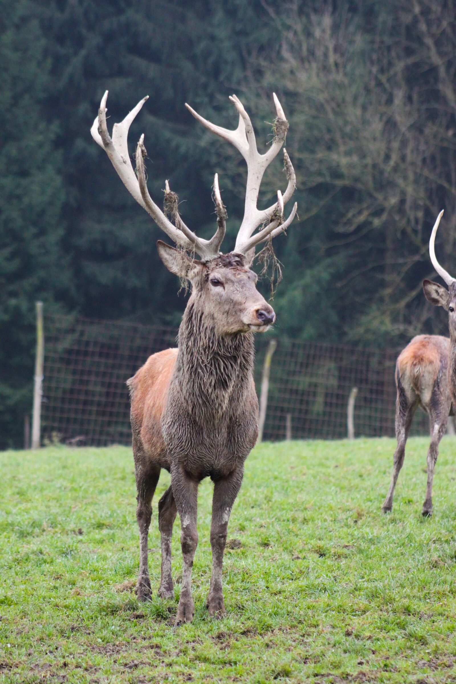 Canon EOS 500D (EOS Rebel T1i / EOS Kiss X3) sample photo. Hirsch, antler, nature photography