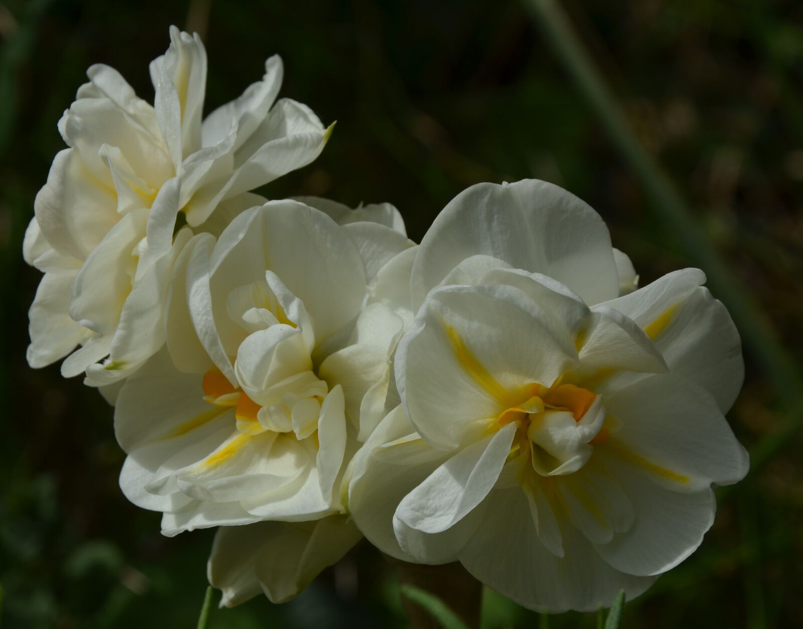 Nikon D5100 sample photo. Spring, flower, nature photography