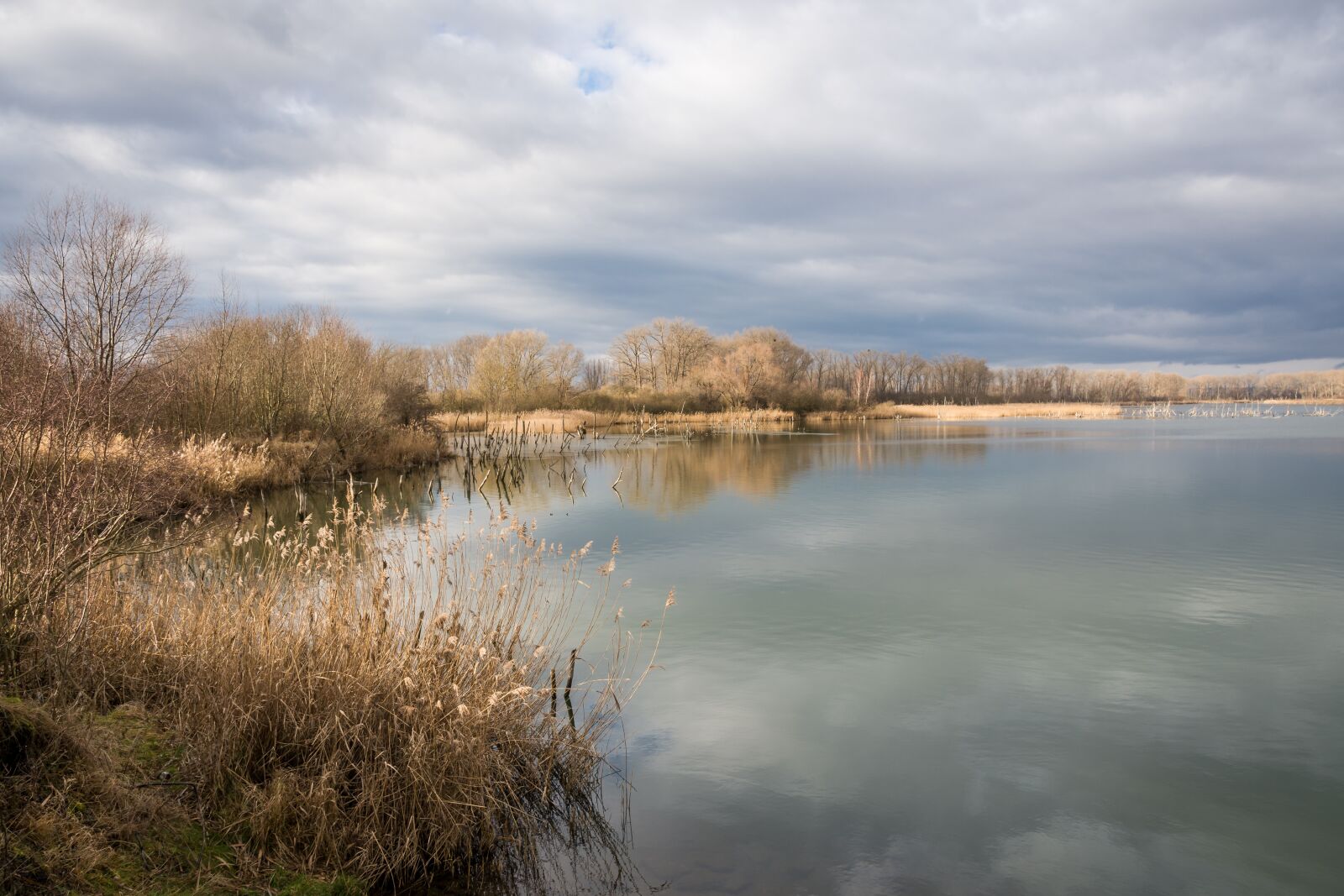 Nikon D7200 sample photo. Nature, reflection, tree photography