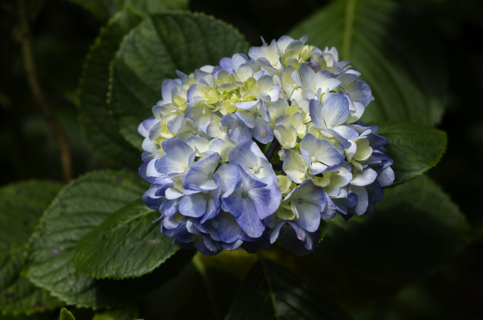 Nikon D7000 sample photo. Flower, flora in machu photography