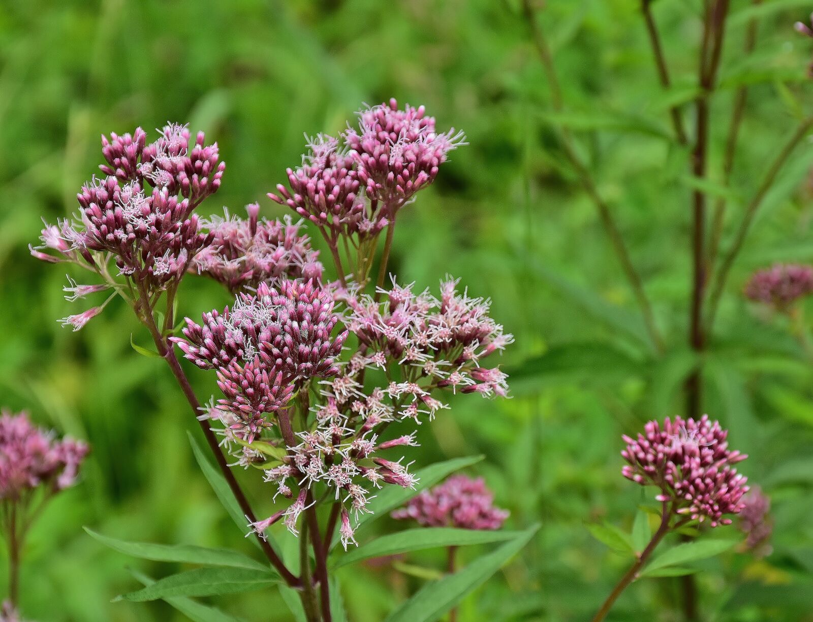Nikon D7200 sample photo. Flowers, pink, pink flower photography