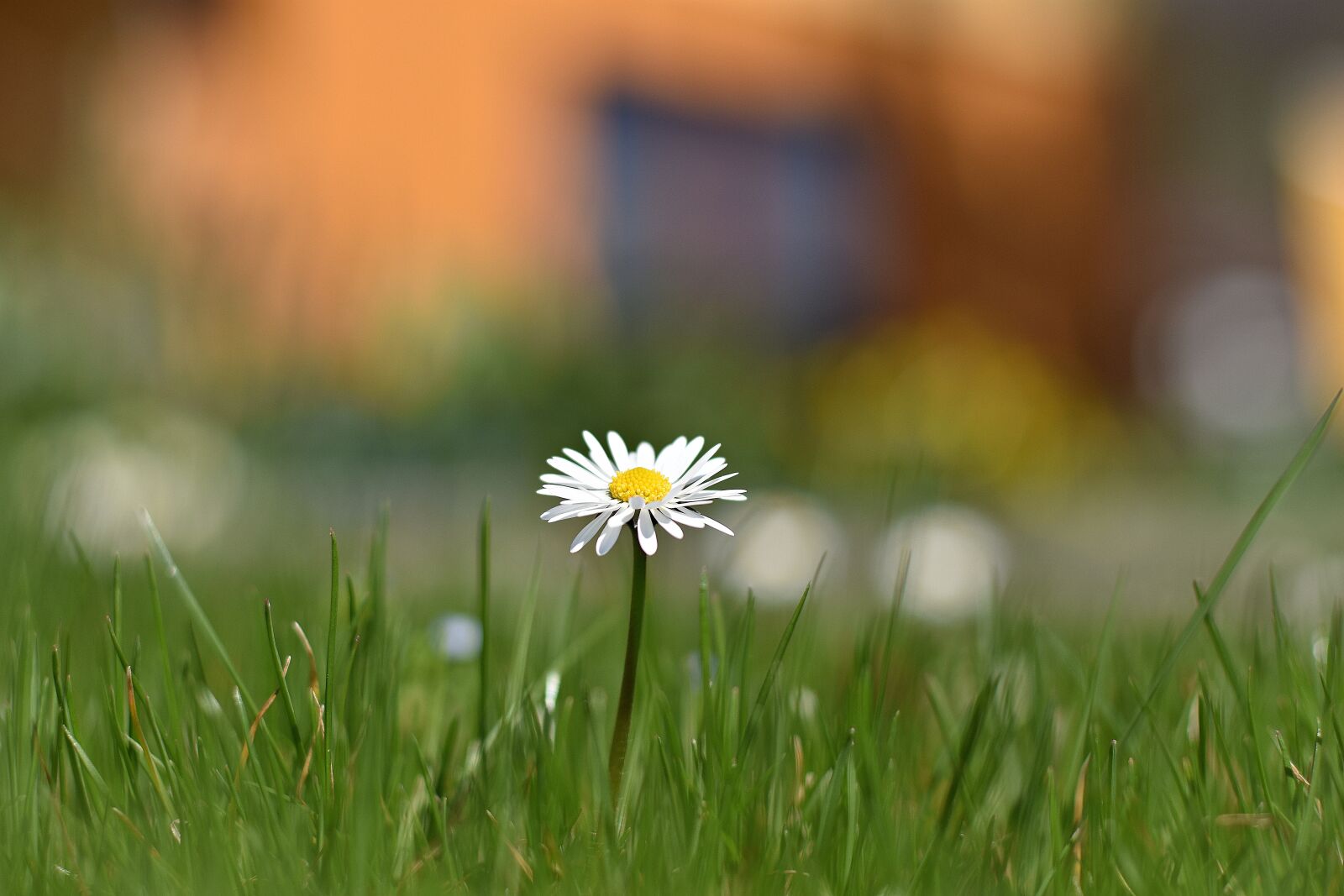 Nikon D3400 sample photo. Grass, nature, summer photography
