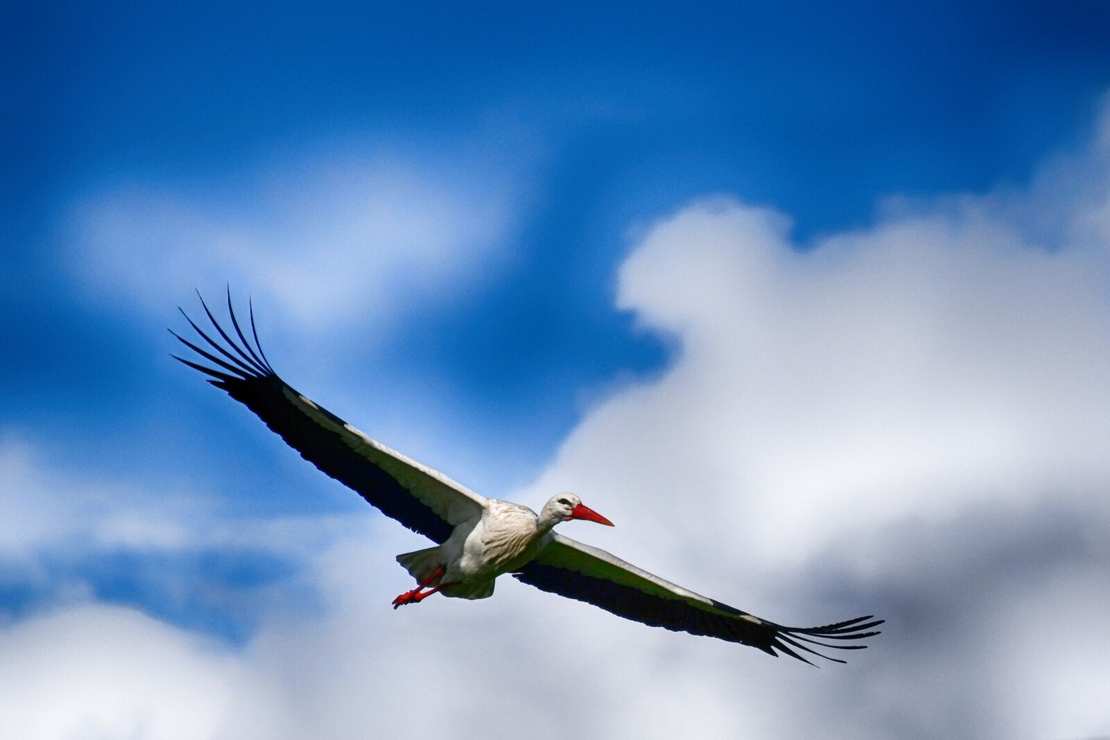 Nikon D7500 sample photo. Stork, flying, flight photography