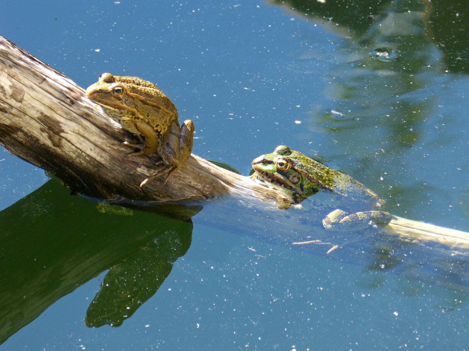 Panasonic DMC-FZ62 sample photo. Frog, frogs, batrachian photography