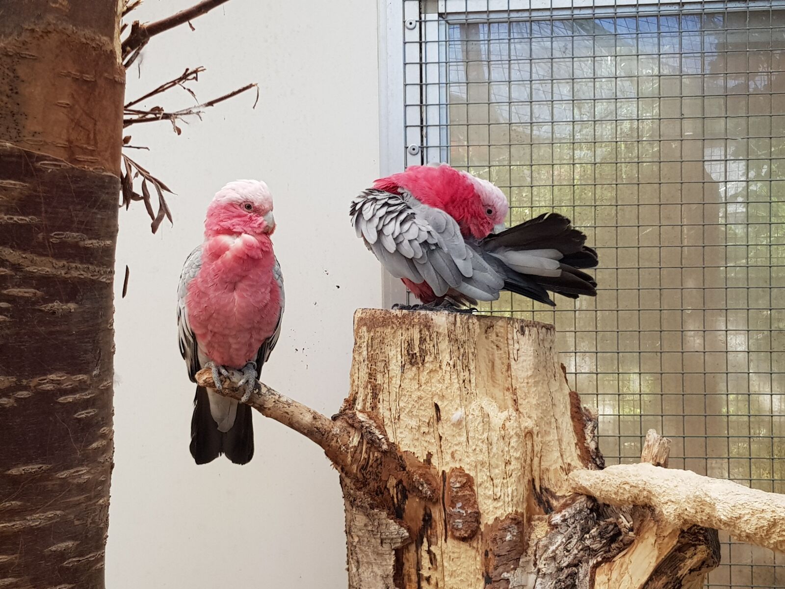 Samsung Galaxy S8 sample photo. Cockatoo, pink, birds photography