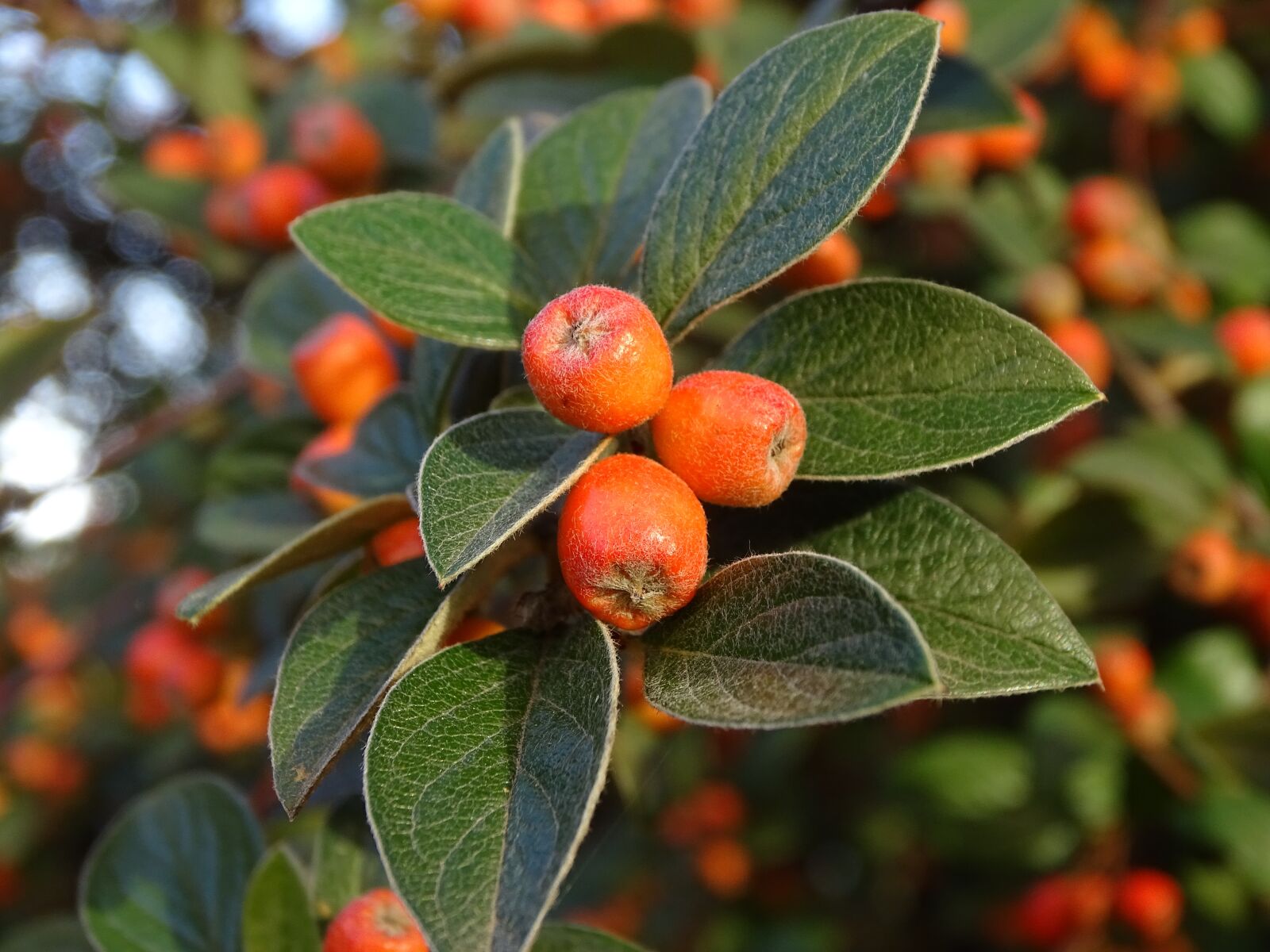 Sony Cyber-shot DSC-HX400V sample photo. Cotoneaster dammeri, berries, leaves photography