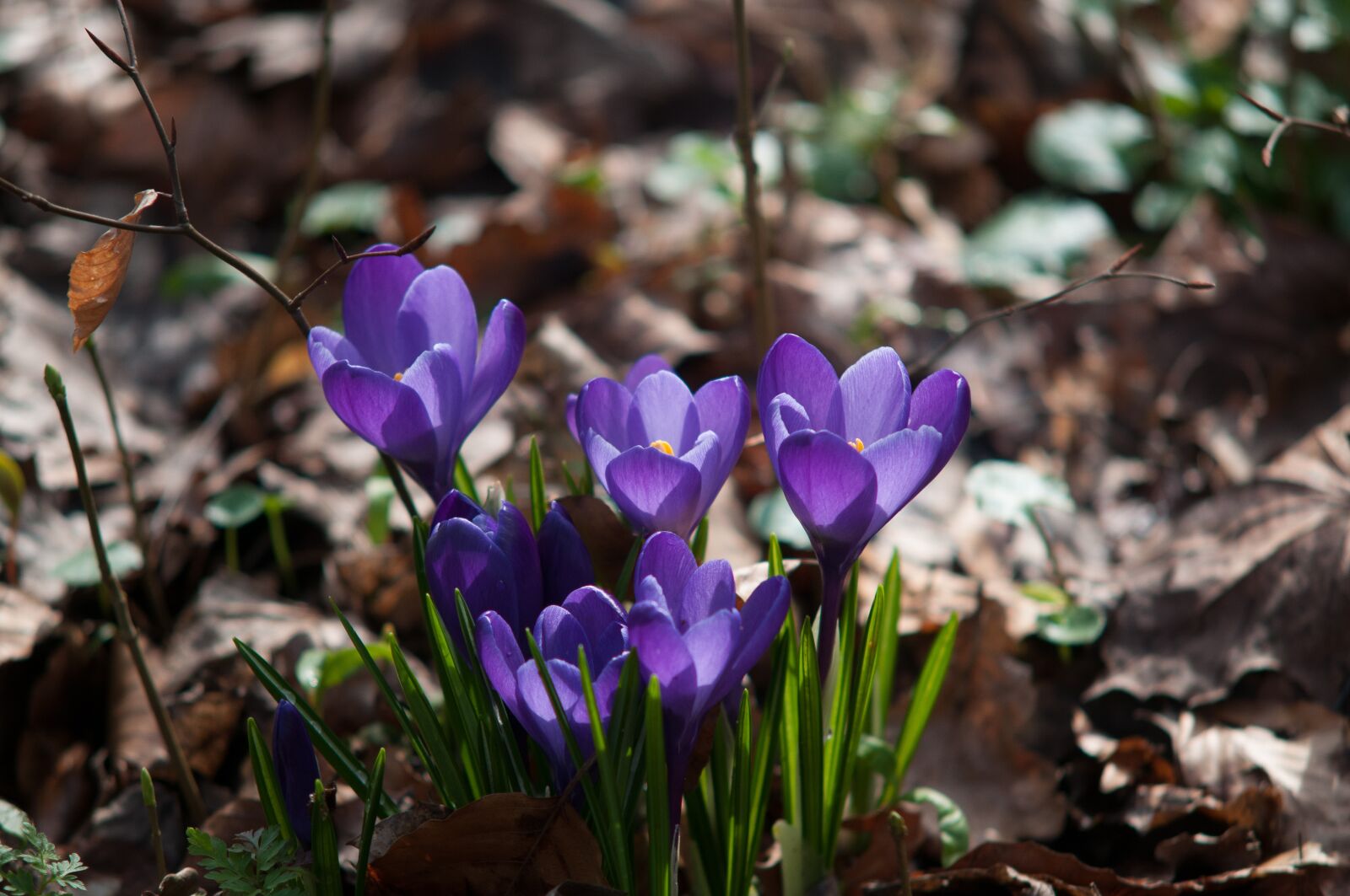 Nikon D300 sample photo. Crocus, forest, spring photography