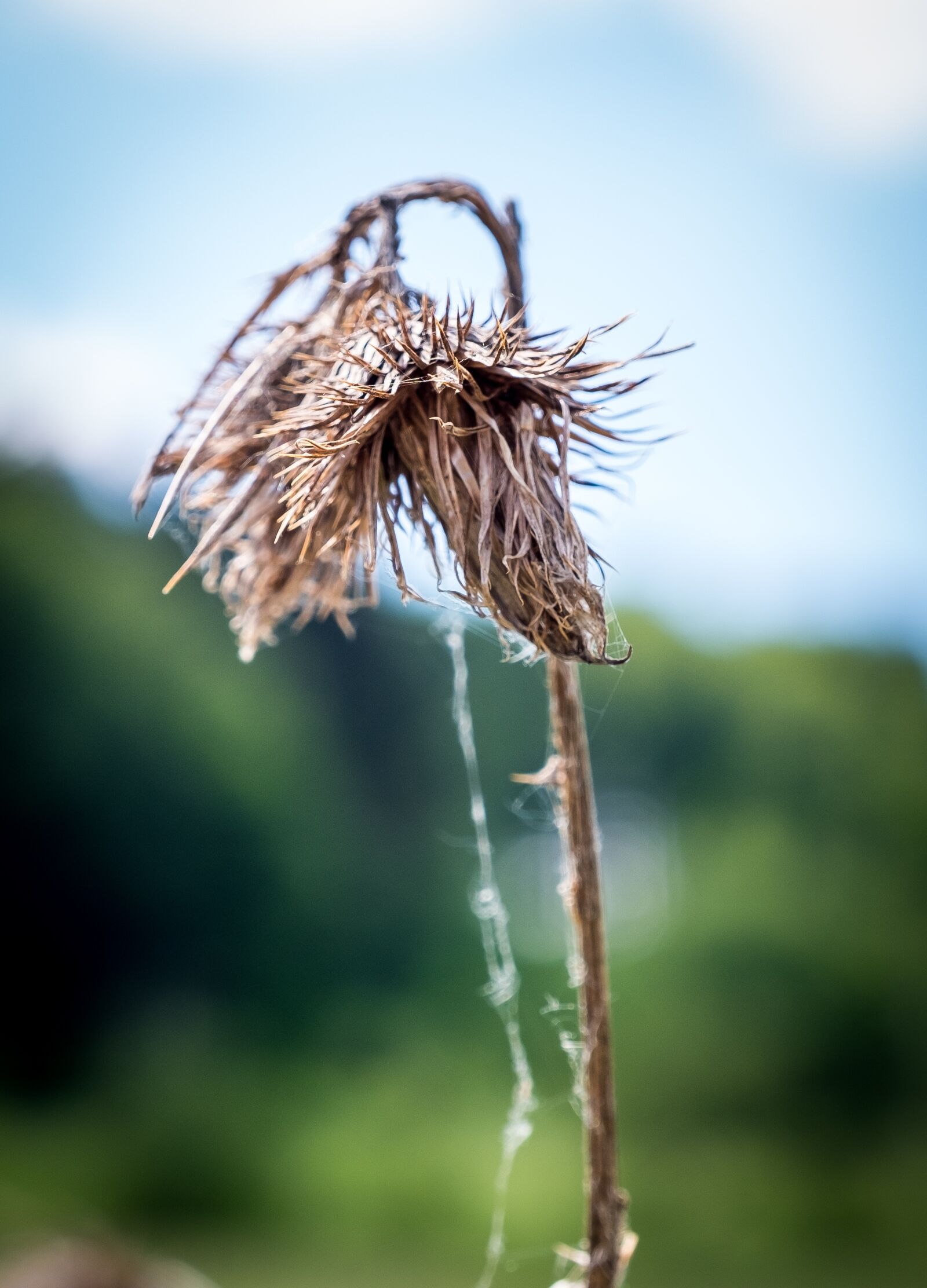Fujifilm X-T2 sample photo. Withered, faded, spring photography