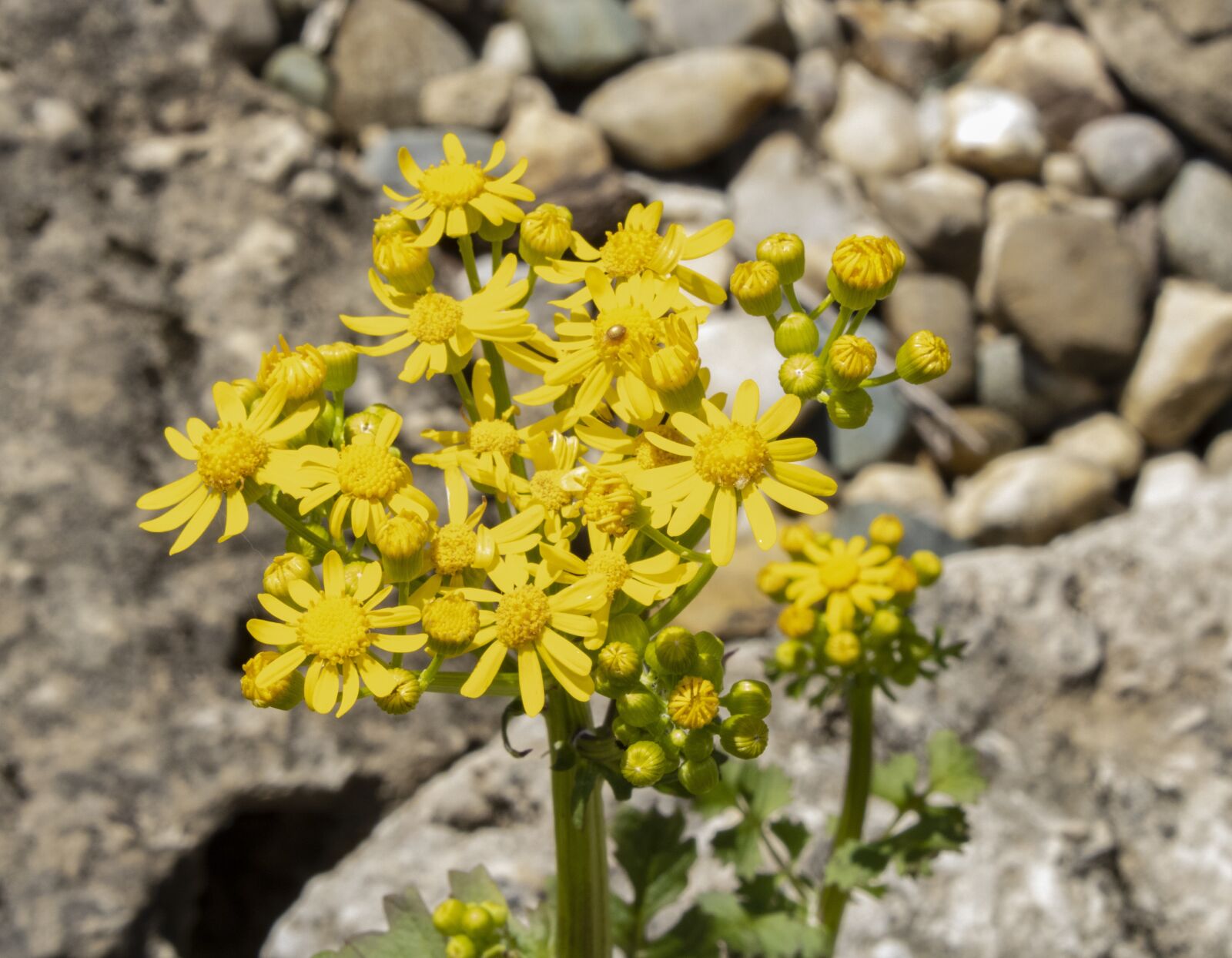 Canon EOS 2000D (EOS Rebel T7 / EOS Kiss X90 / EOS 1500D) sample photo. Yellow flowers, yellow, flowers photography