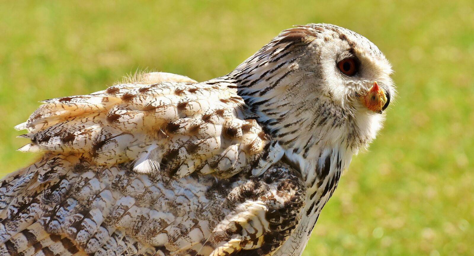 Nikon D7200 sample photo. Owl, prey, eat photography