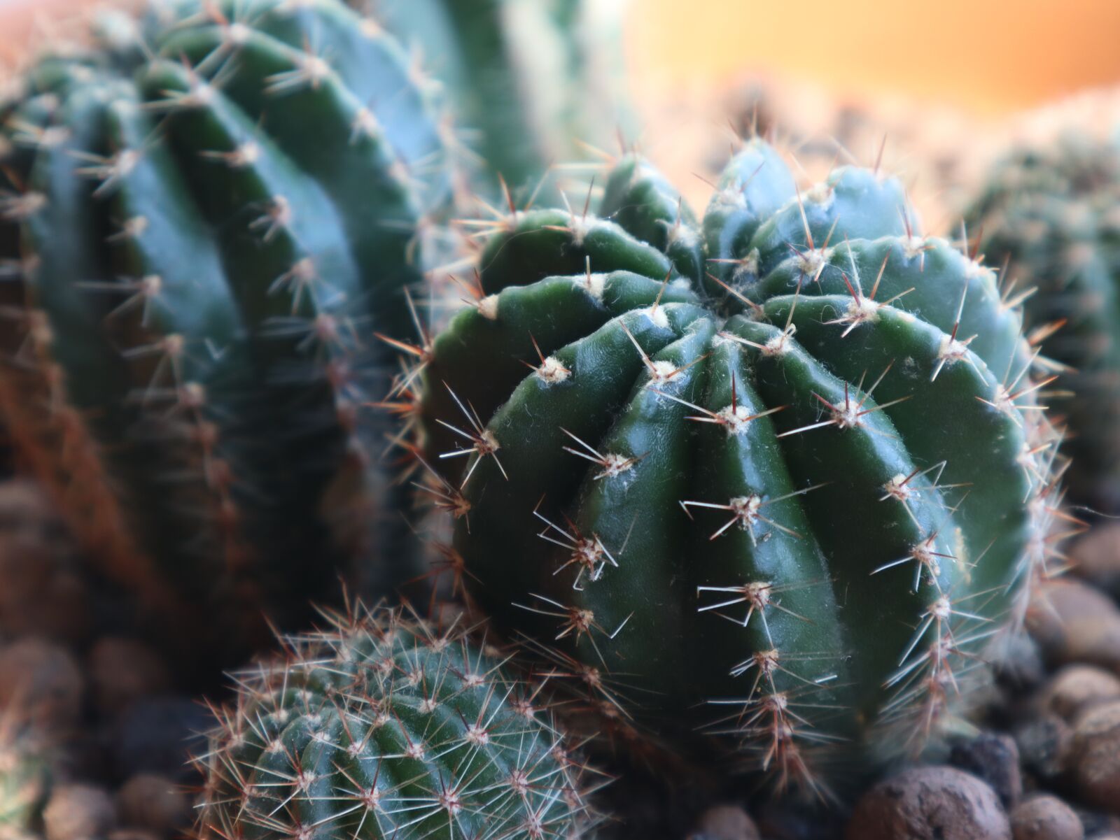 Canon EOS M50 (EOS Kiss M) sample photo. Cactus, cacti, barb photography