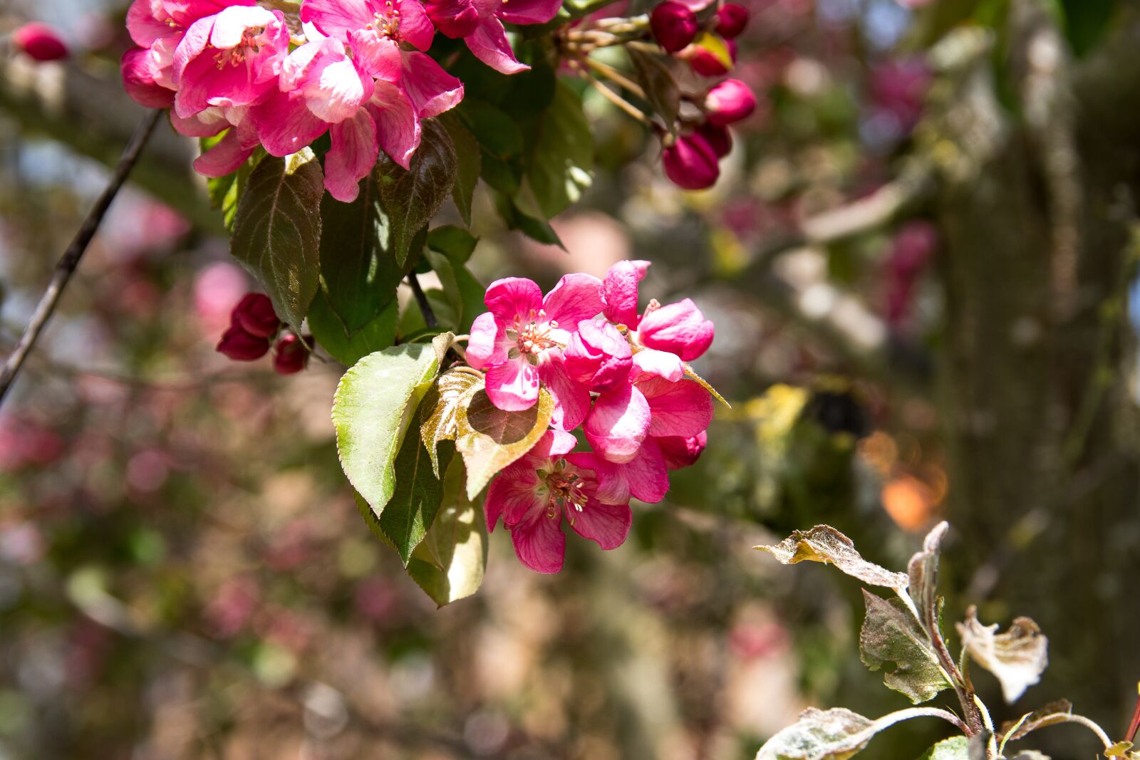 Canon EOS 80D sample photo. Ornamental cherry, blossom, bloom photography