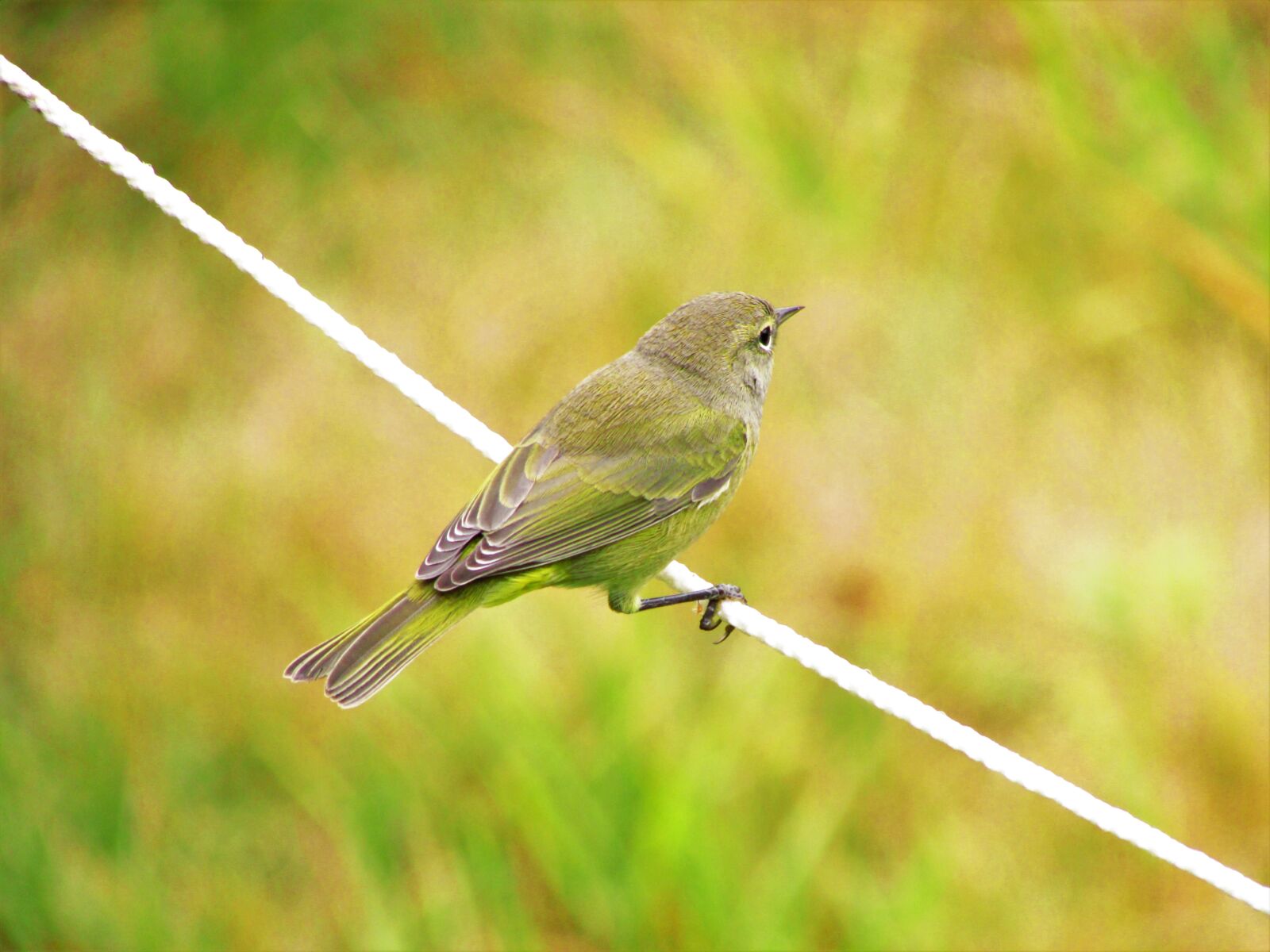 Canon PowerShot SX500 IS sample photo. Orange-crowned warbler, warbler, orange photography