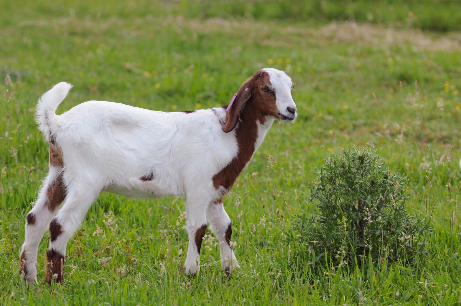 Nikon D300 sample photo. Goat, nature, kid photography