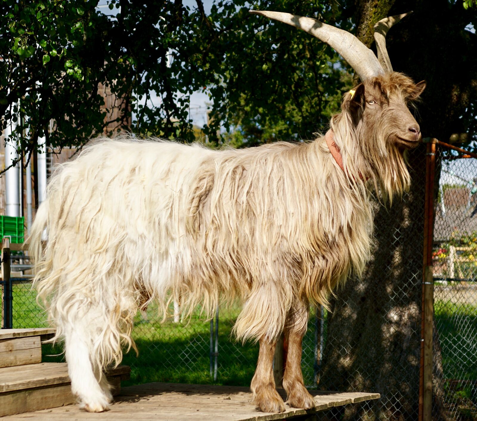 Sony Vario-Sonnar T* DT 16-80mm F3.5-4.5 ZA sample photo. Goat, large, horns photography