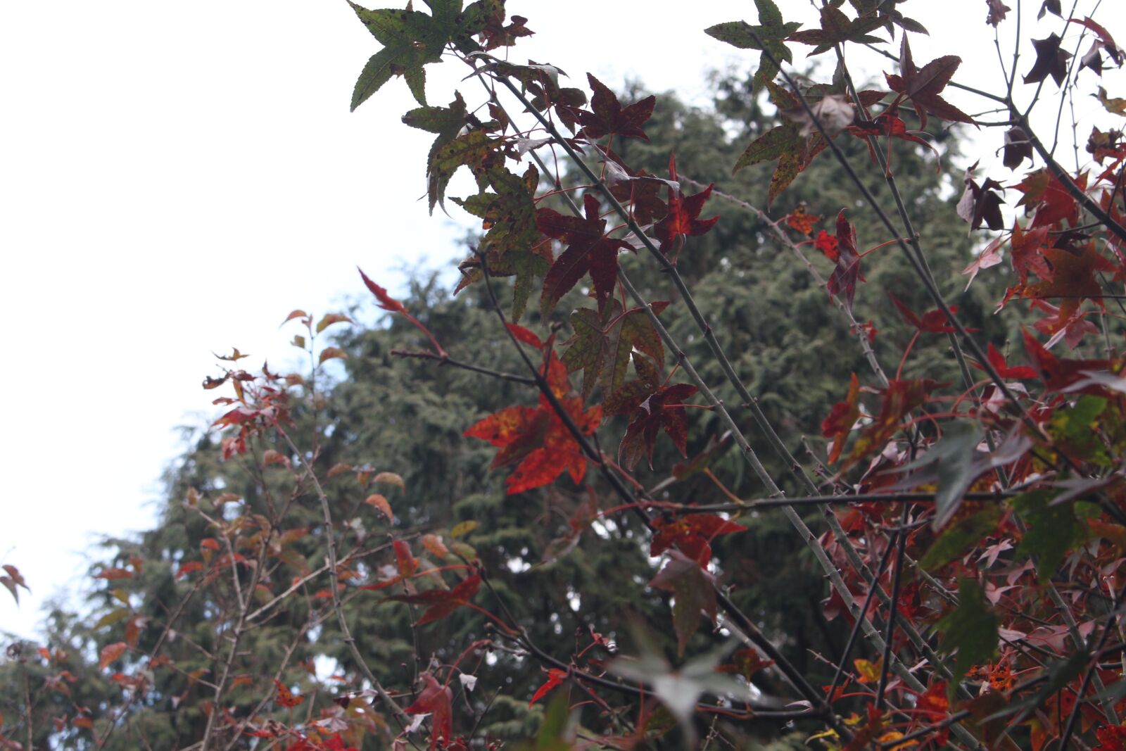 Canon EOS 700D (EOS Rebel T5i / EOS Kiss X7i) sample photo. Maple, nature, autumn photography