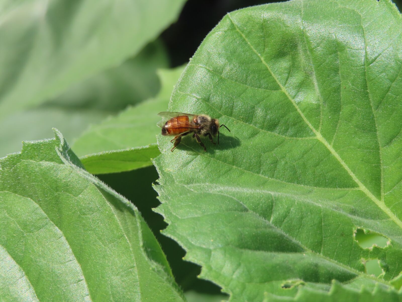 Canon PowerShot SX740 HS sample photo. Insect, leaf, nature photography