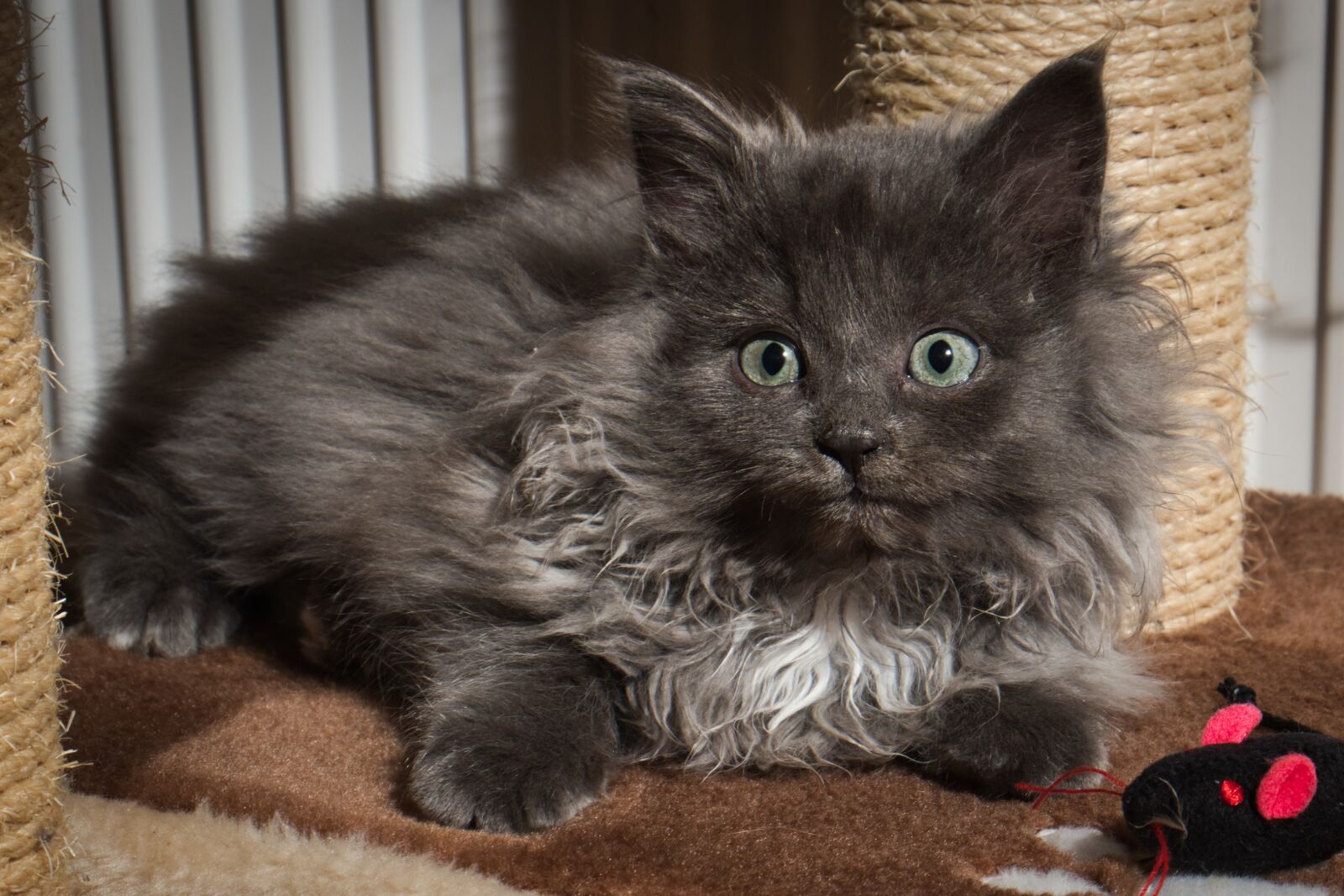 Fujifilm X-T20 sample photo. Cat, kitten, animal photography