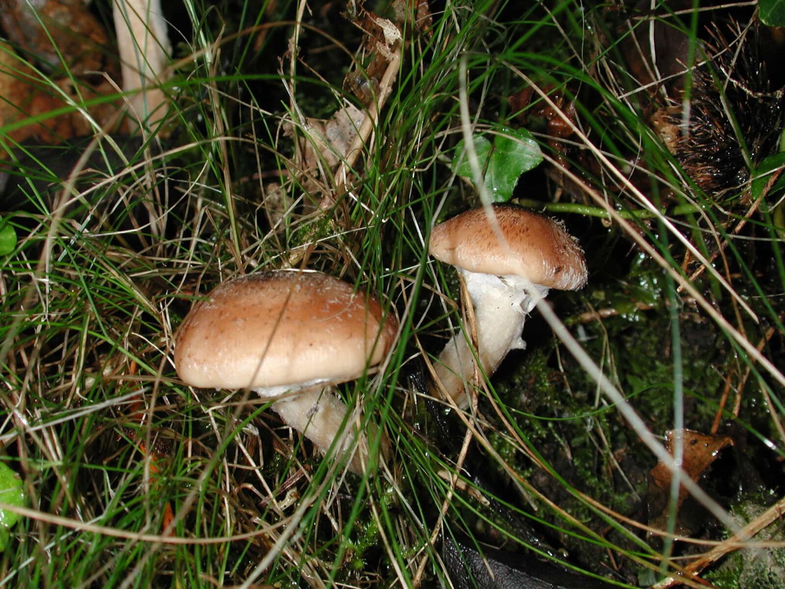 Nikon E990 sample photo. Mushroom, wild, fungus, nature photography