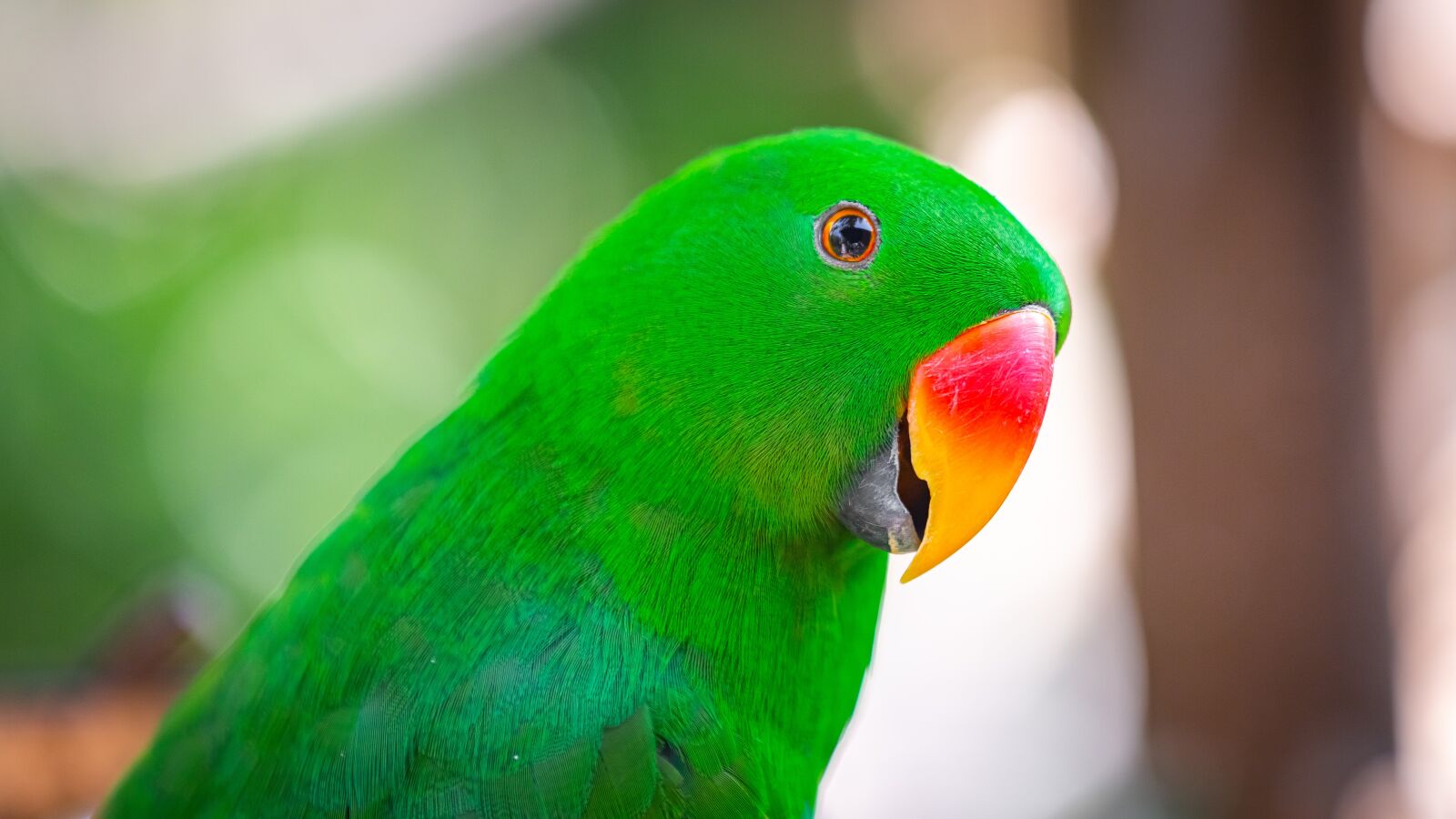 Canon EOS 5D Mark III sample photo. Red, green, parrot photography