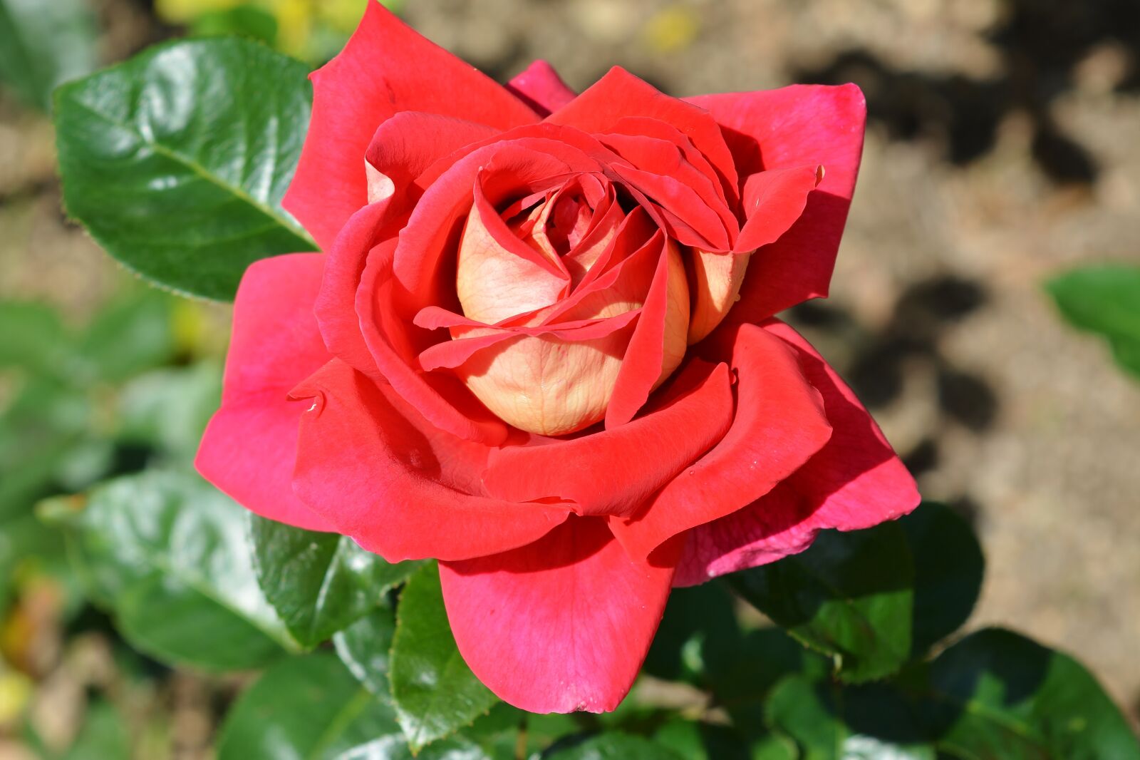 Nikon D5200 sample photo. Rose, blossom, bloom photography