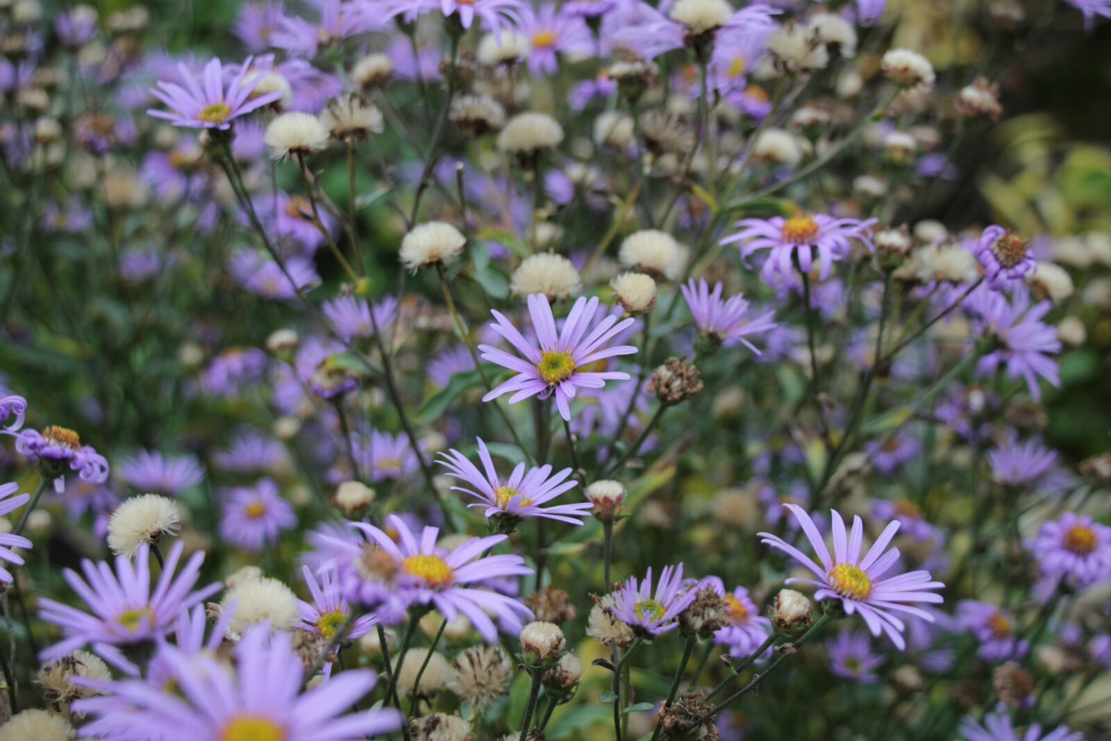 Canon EOS 550D (EOS Rebel T2i / EOS Kiss X4) sample photo. Field, flowers, purple photography