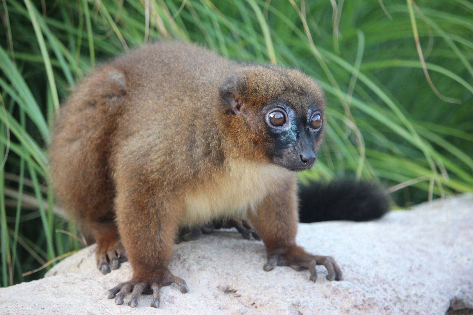Canon EF-S 55-250mm F4-5.6 IS STM sample photo. Lemure, zoo, safari photography