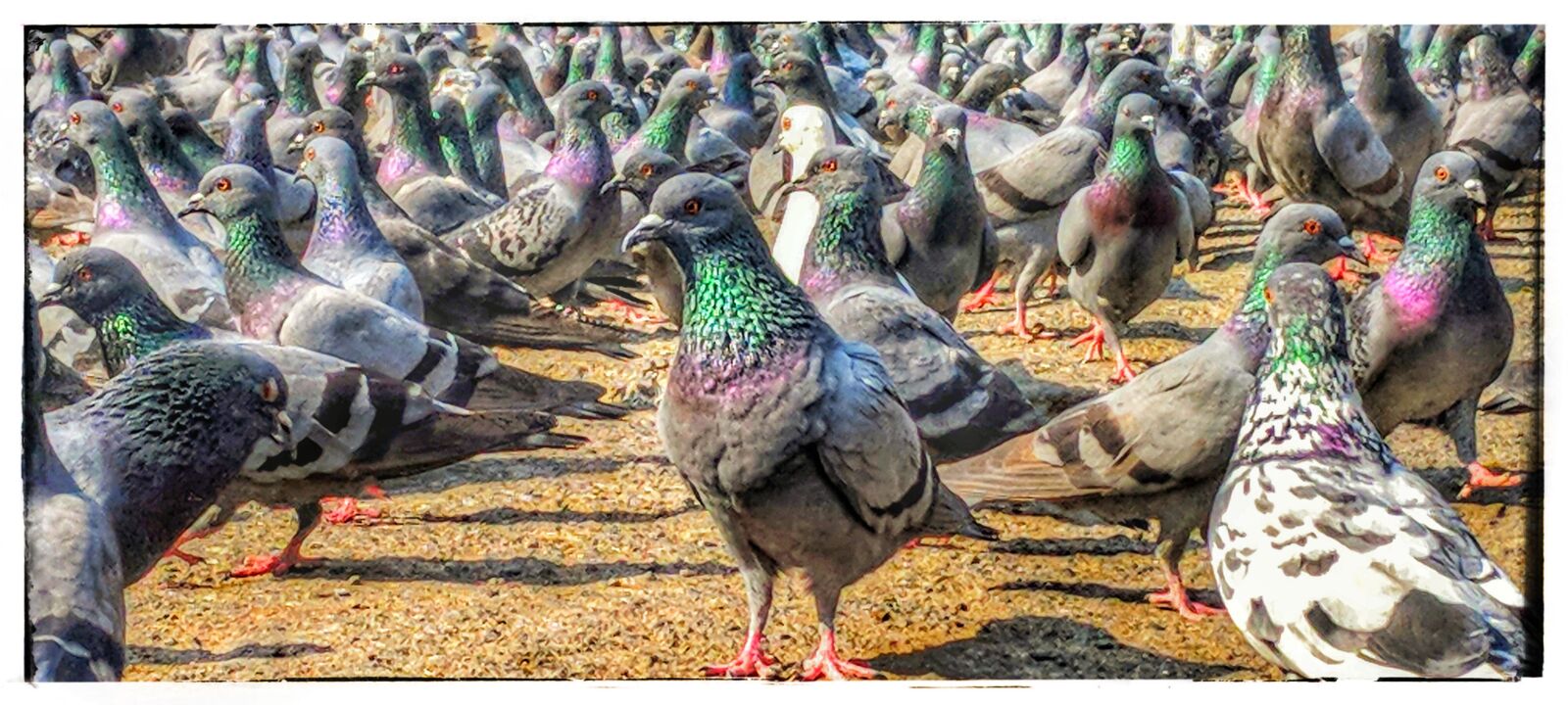 Google Pixel XL sample photo. Birds, pegion, animal photography