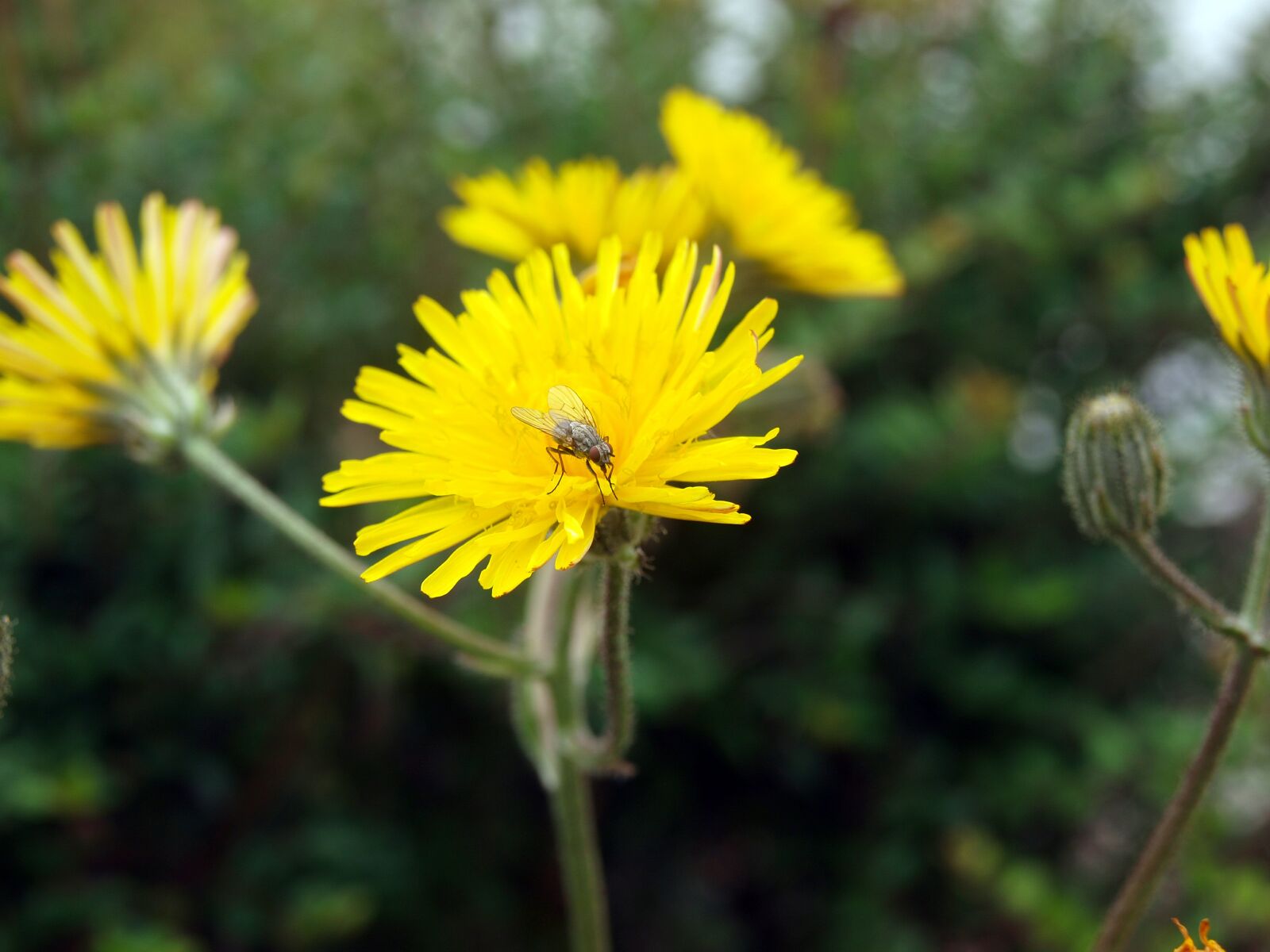 Olympus E-420 (EVOLT E-420) sample photo. Insect on flower, fly photography
