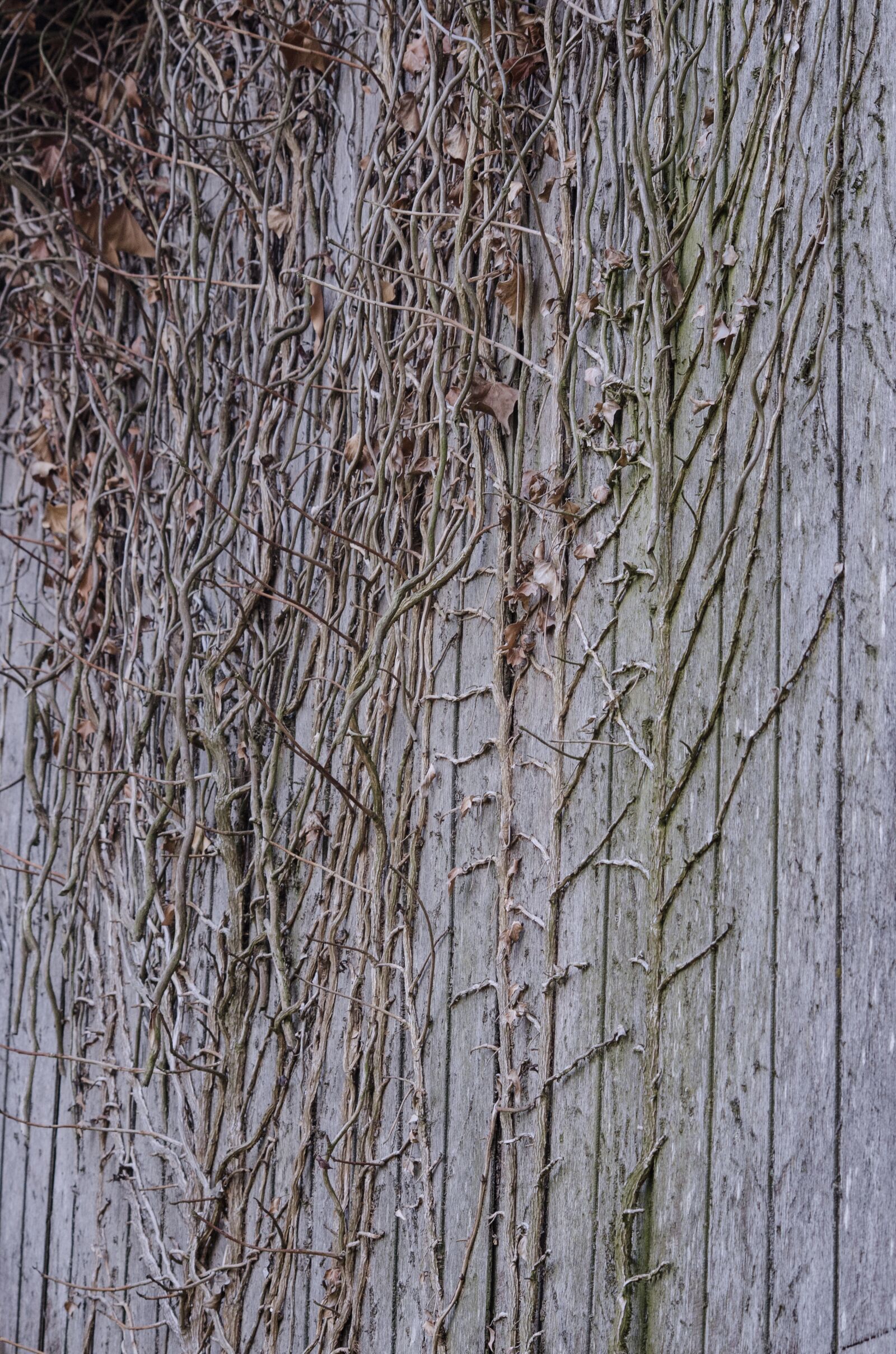 Nikon D7000 sample photo. Wood, branches, wall photography