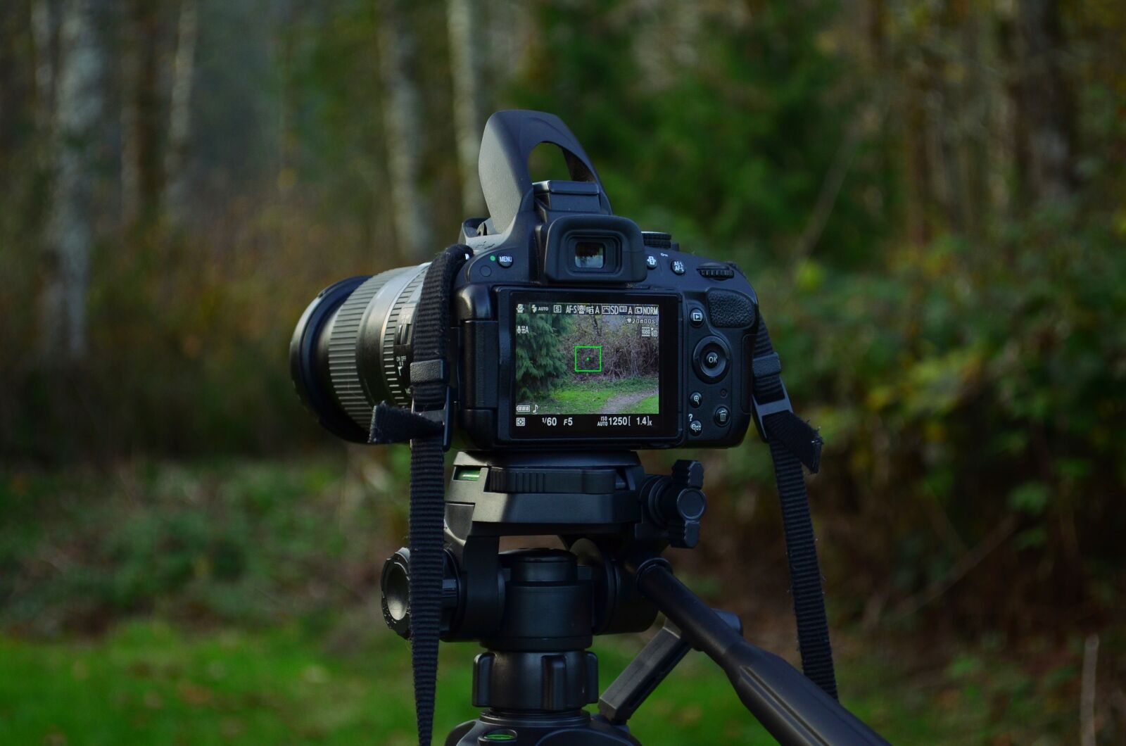 Nikon D5100 sample photo. Camera, camera gear, film photography