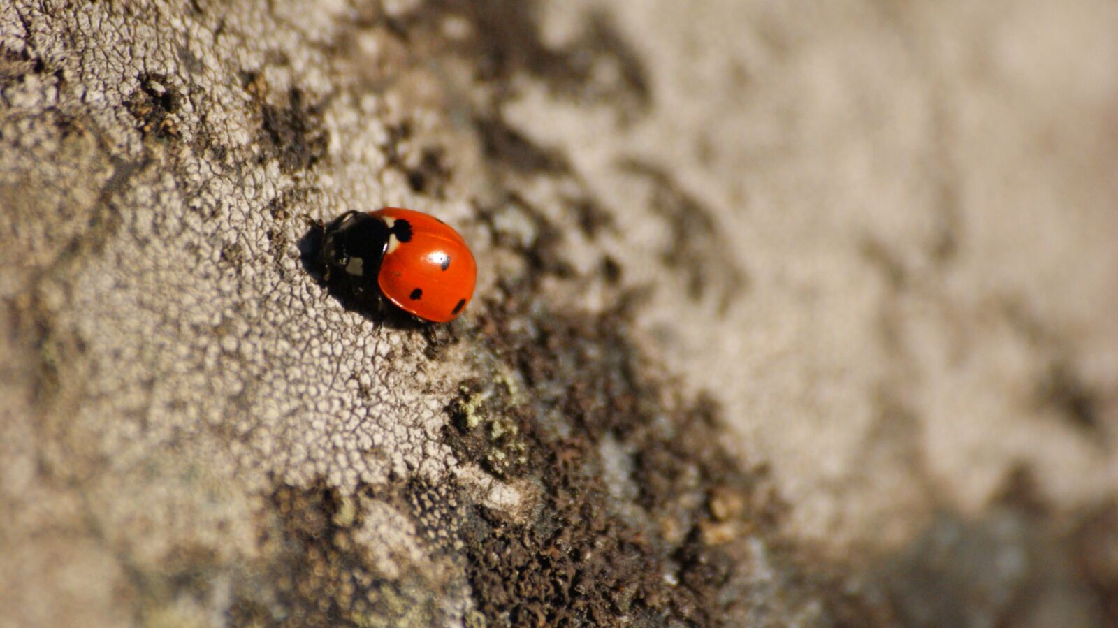 Sony Alpha DSLR-A300 sample photo. Ladybug, dots, stone photography