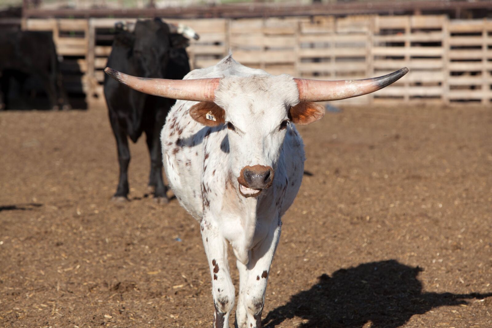 Canon EOS 5D Mark II sample photo. Huge horn, cattle, cow photography