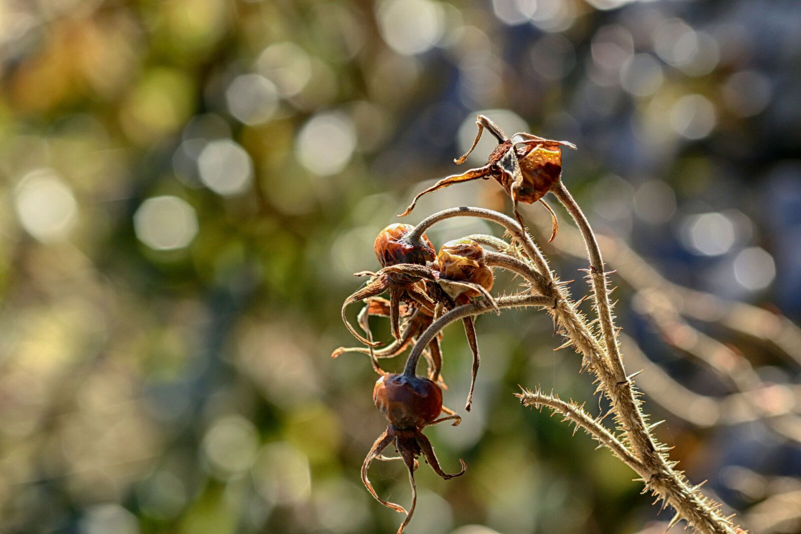 Canon EOS 7D Mark II + Canon EF 135mm F2L USM sample photo. Branch, nature, rose hip photography