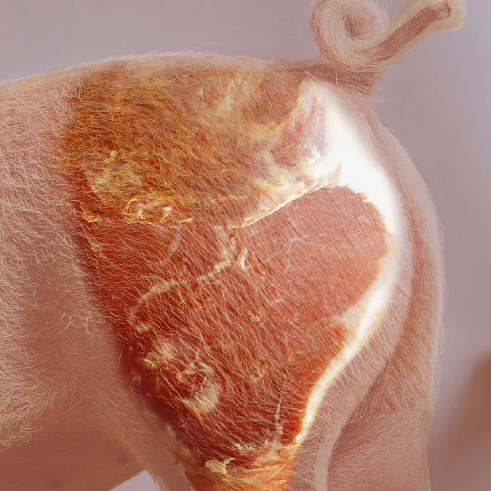 Samsung Digimax L85 sample photo. Pig, eat, meat photography