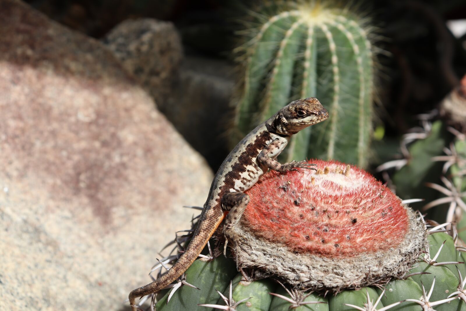 Canon EOS 200D (EOS Rebel SL2 / EOS Kiss X9) sample photo. Calango, lizard, fauna photography