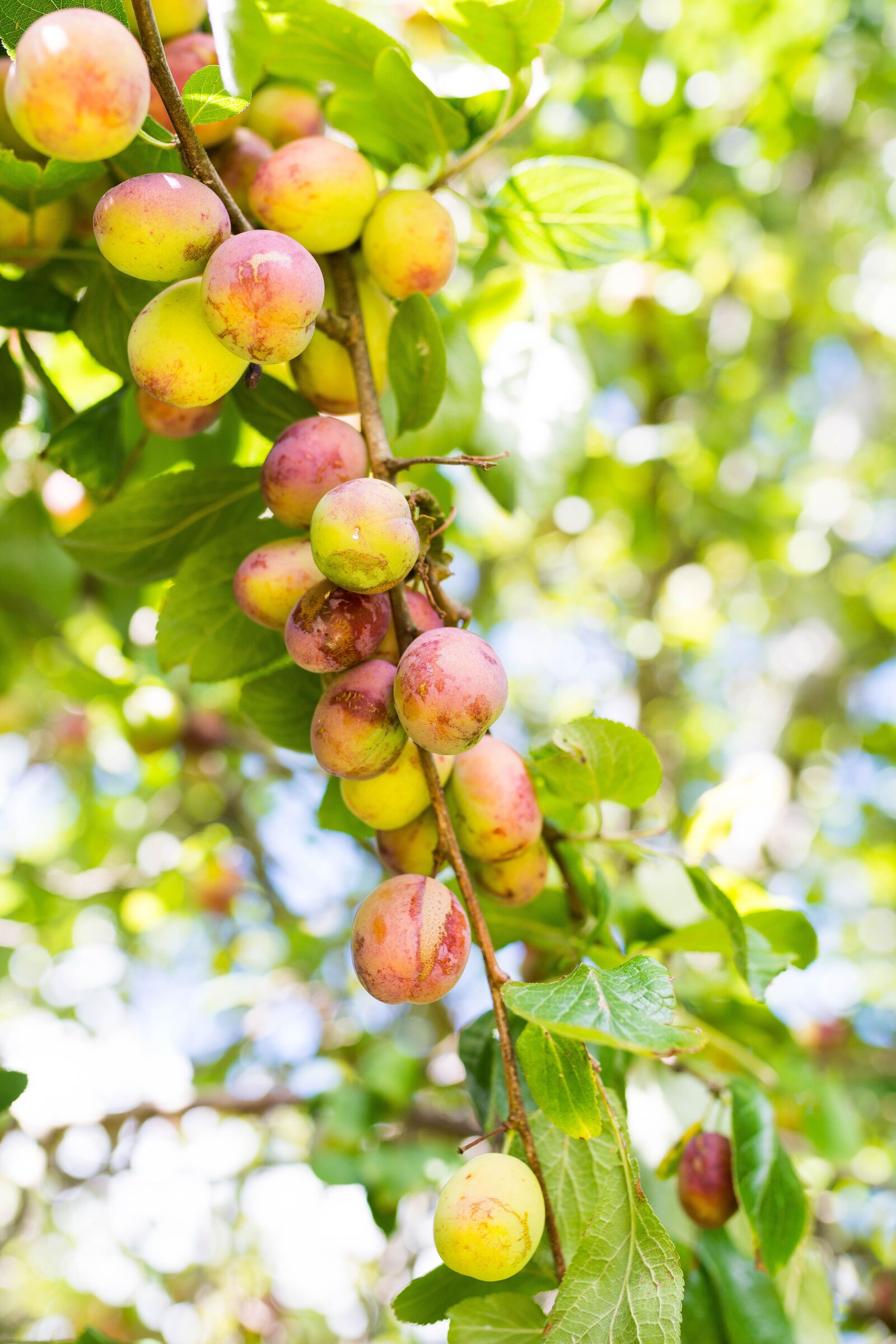 Nikon D7100 sample photo. Apples, apple, green photography