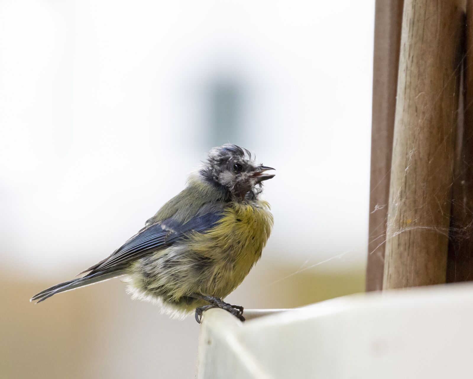 Canon EOS 7D Mark II sample photo. Common, blue, tit photography