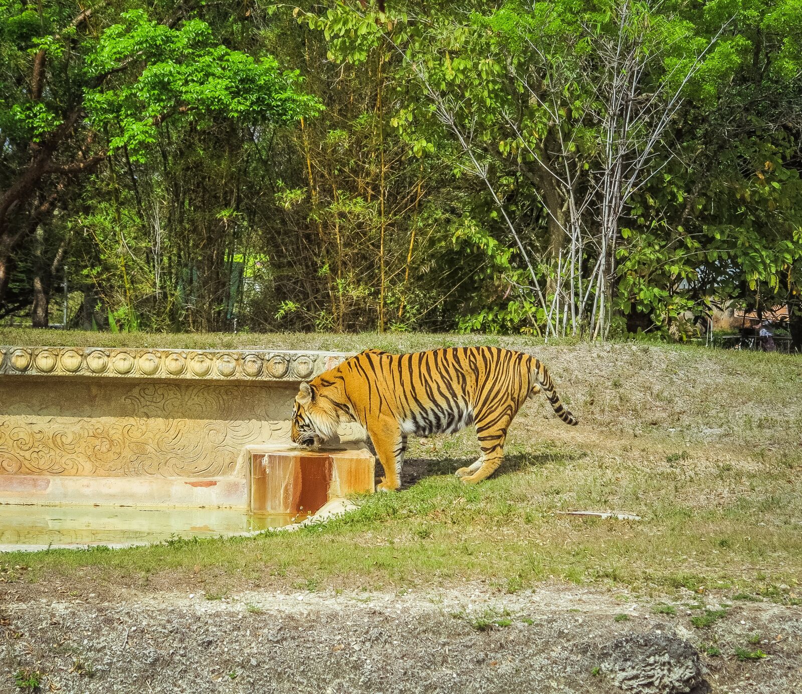 Canon PowerShot G1 X sample photo. Tiger, zoo, feral cat photography